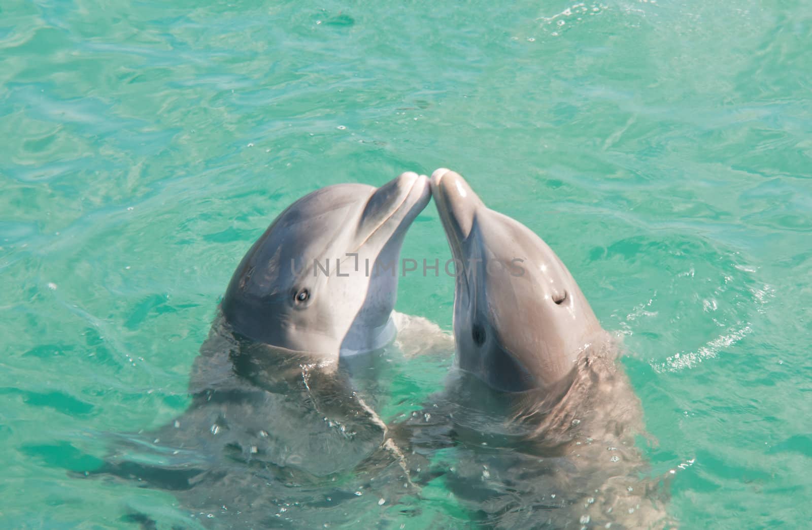 Two dolphins kissing in Caribbean waters.