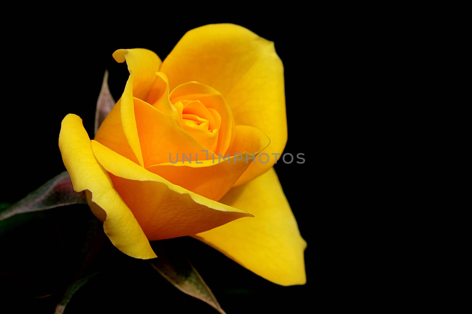 Yellow dismissed rose on it is black a background.