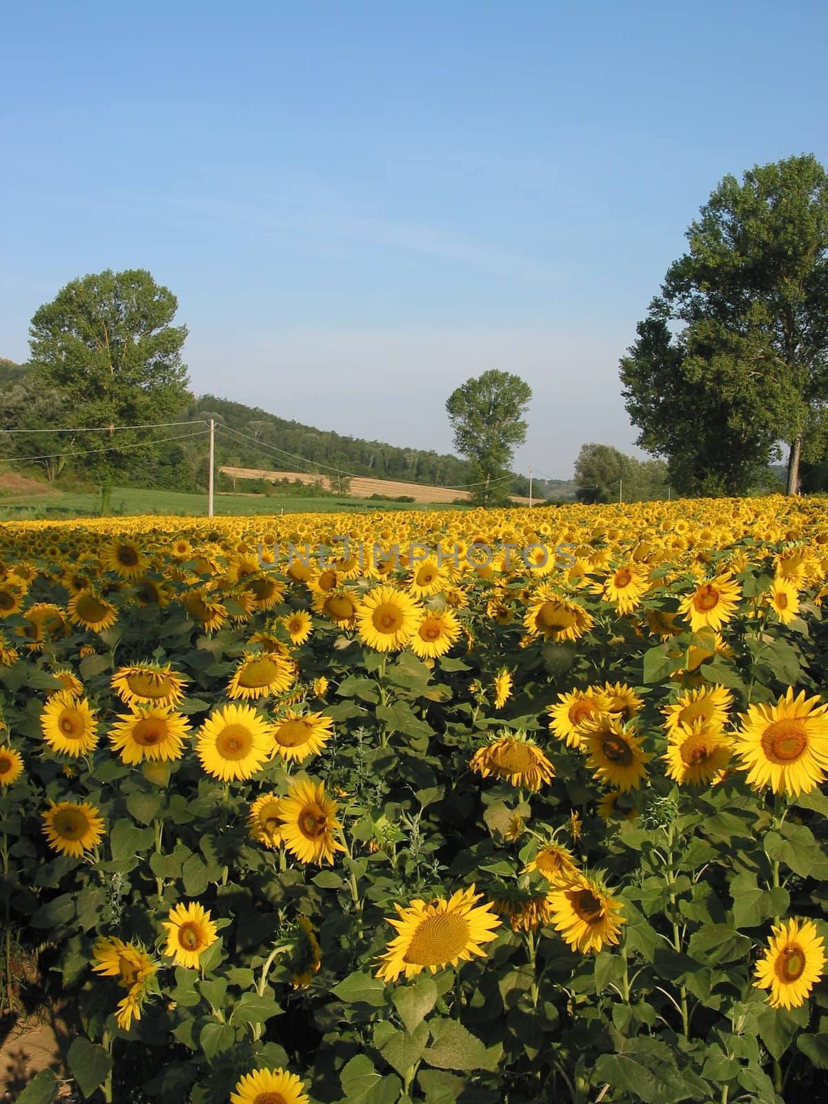 A beautiful sun flower field during summer, in Italy