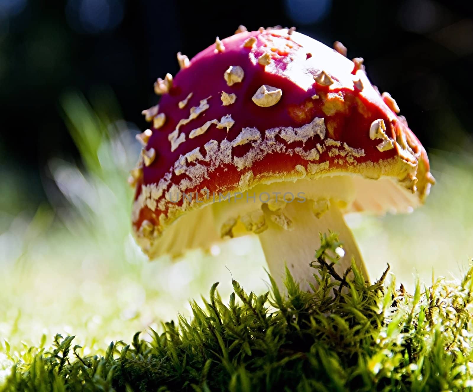 Mushroom by baggiovara