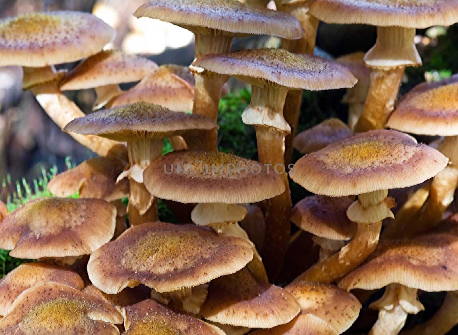 Mushrooms by baggiovara