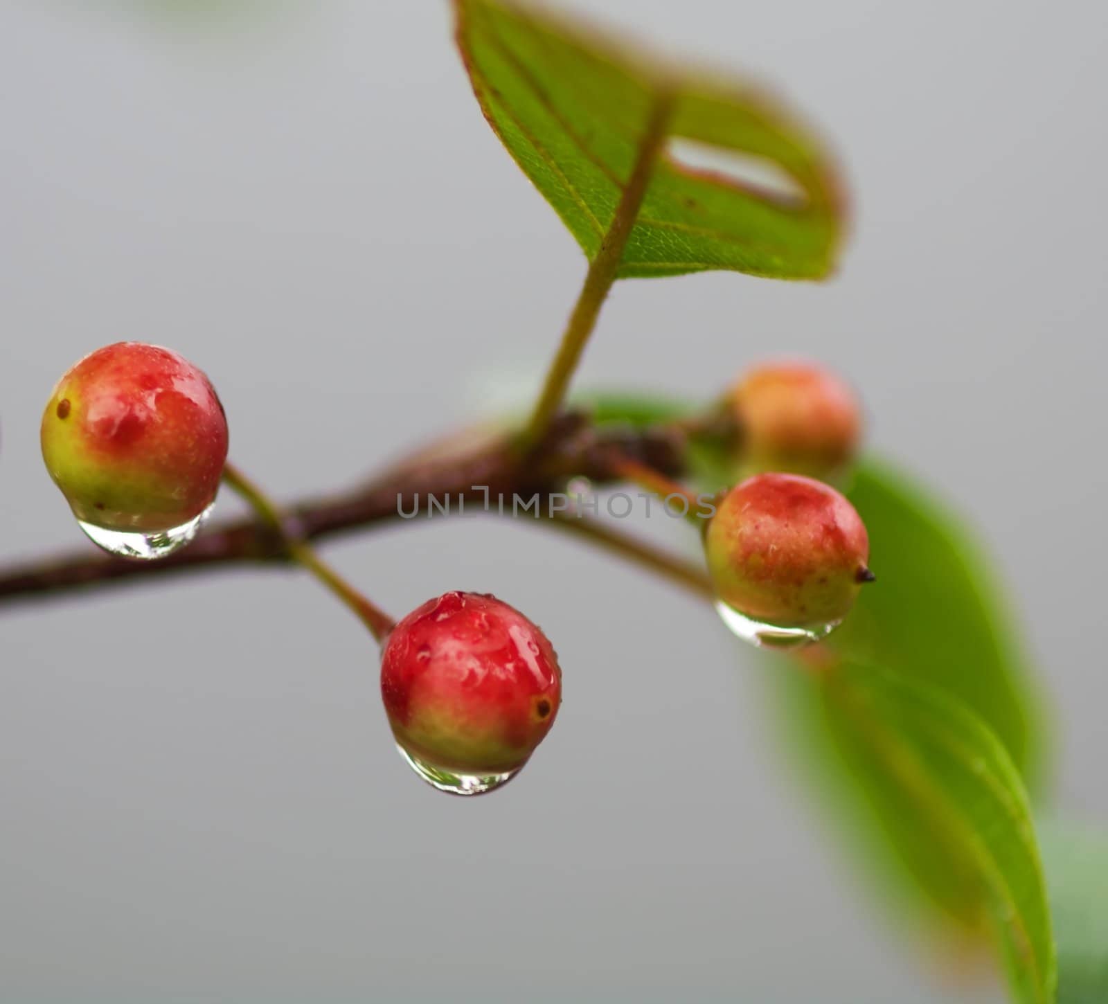 Alder Buckthorn and its fuits