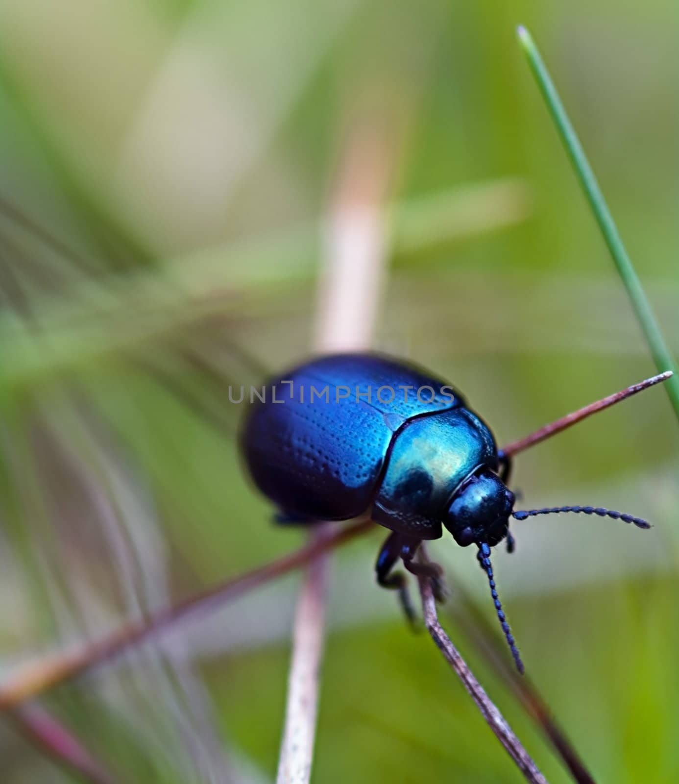 Blue beetle by baggiovara