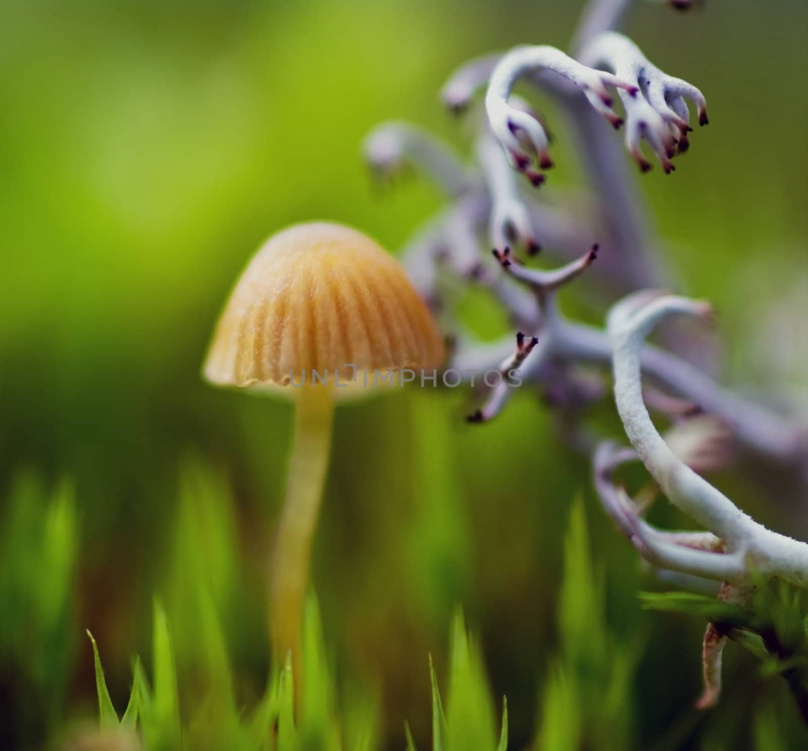 Mushroom and lichen by baggiovara