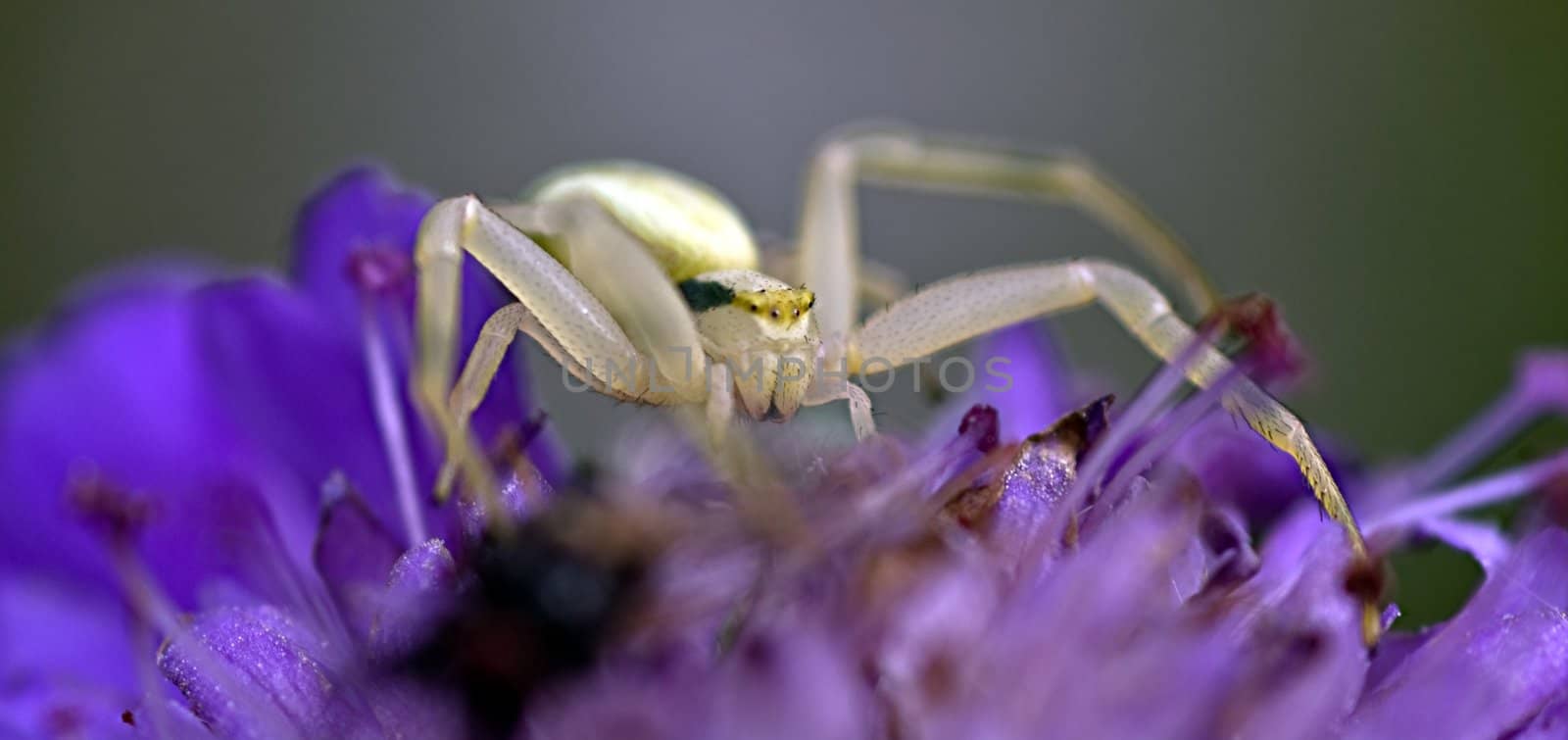 Crab spider