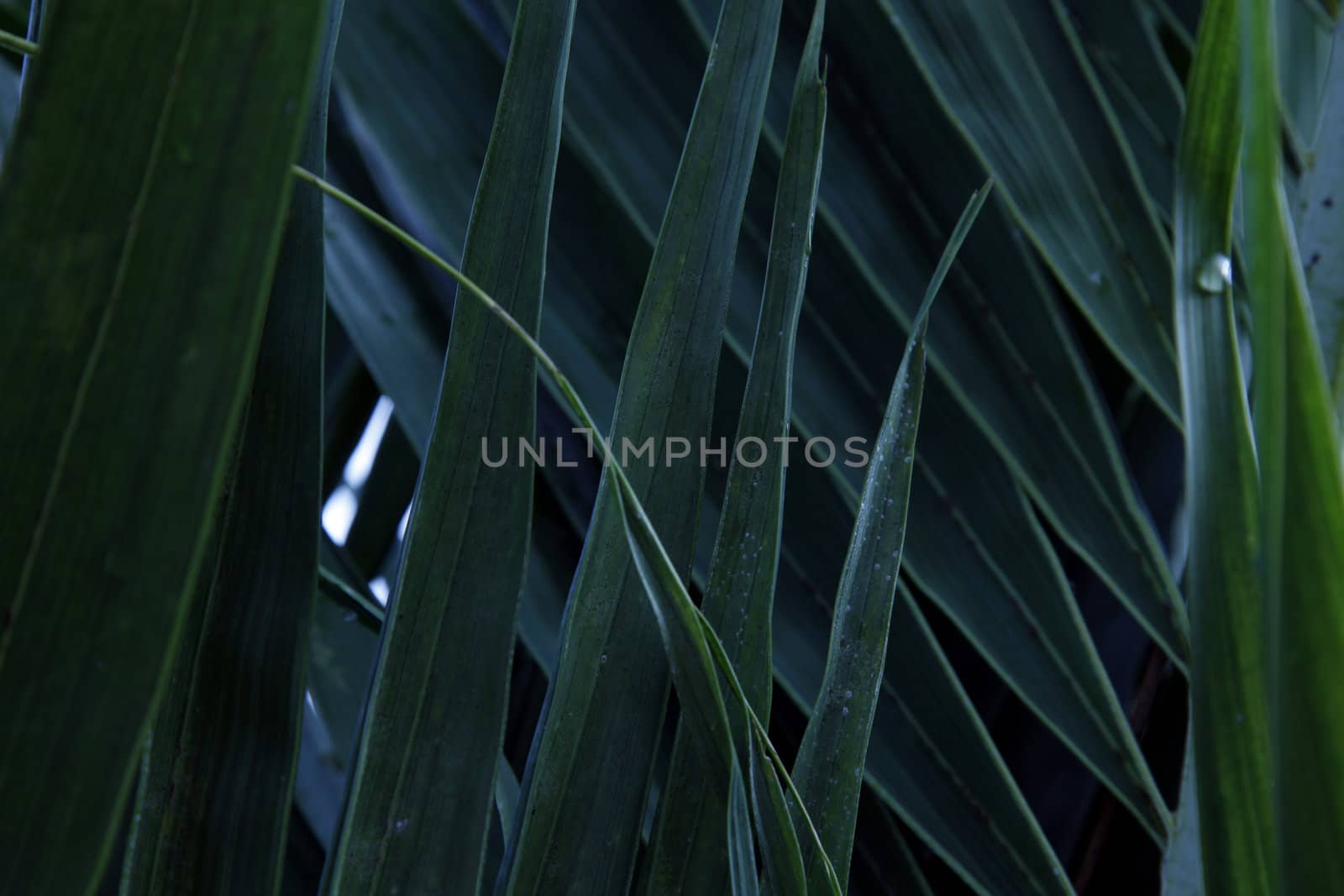 Blades of dark green grass.