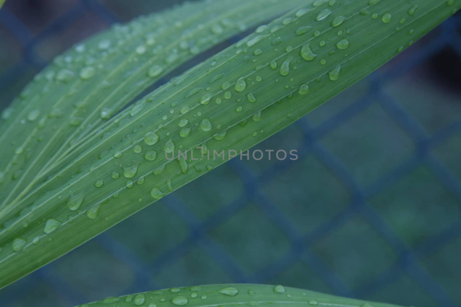 Droplets of water on large blades of leaf with a fence background.
