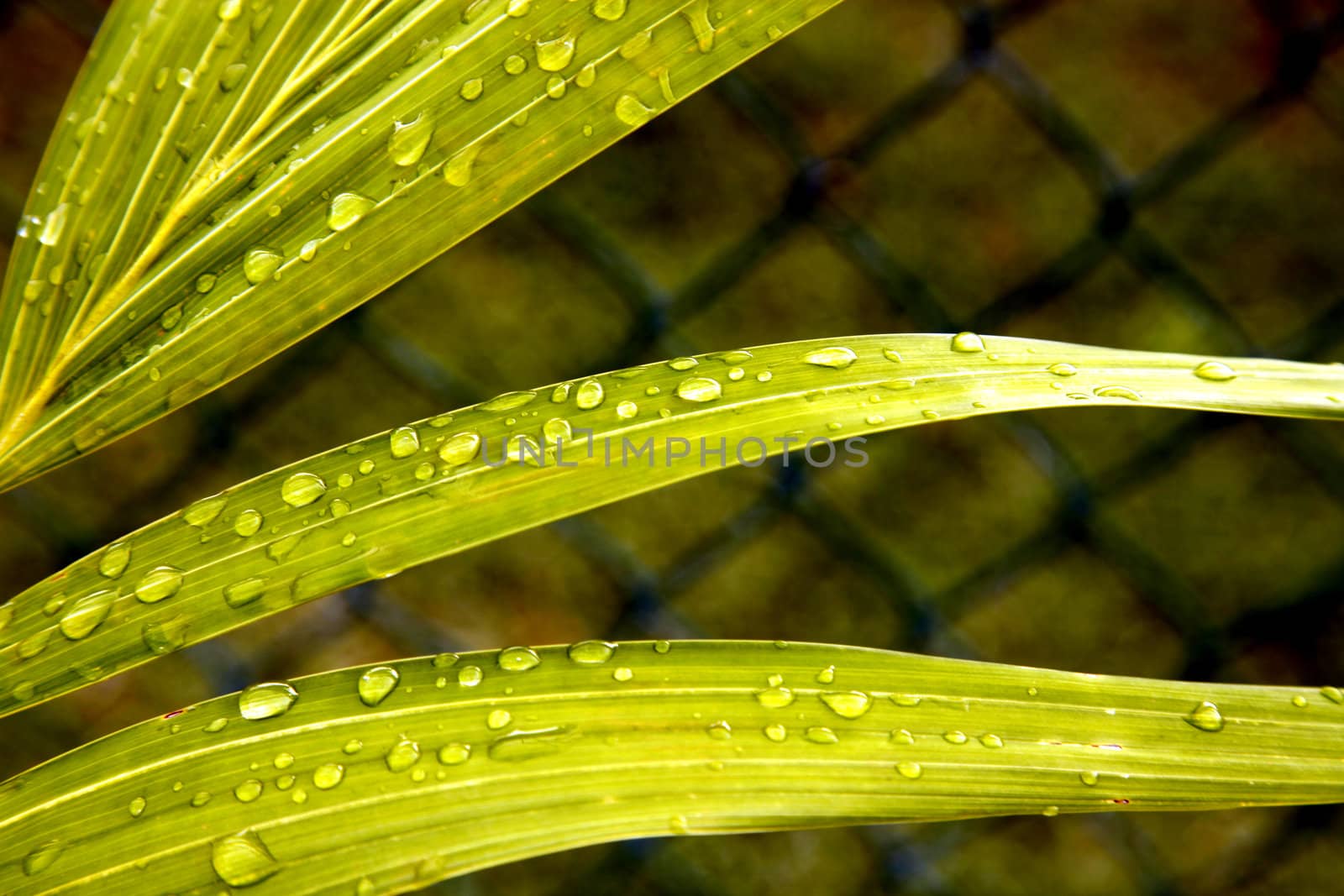 Droplets of water on large blades of leaf with a fence background.