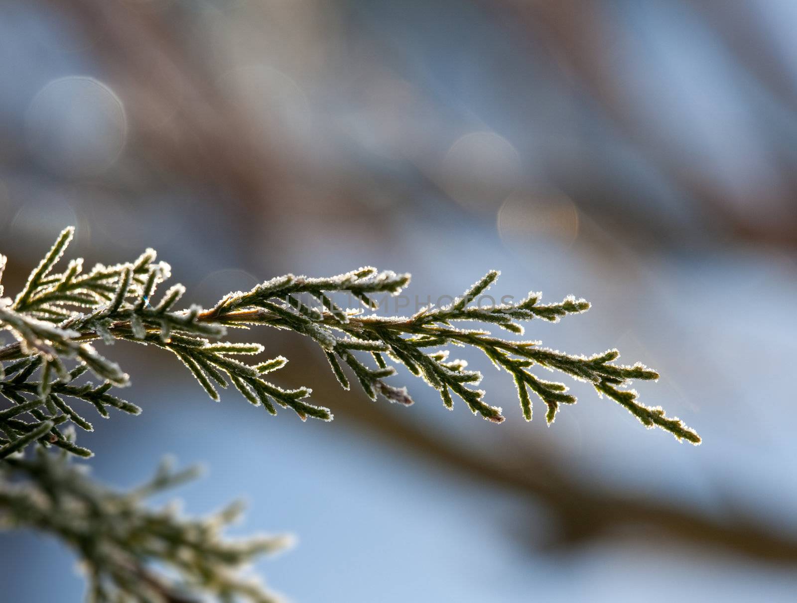 Early morning sun highlights the frost on the needles of conifer tree