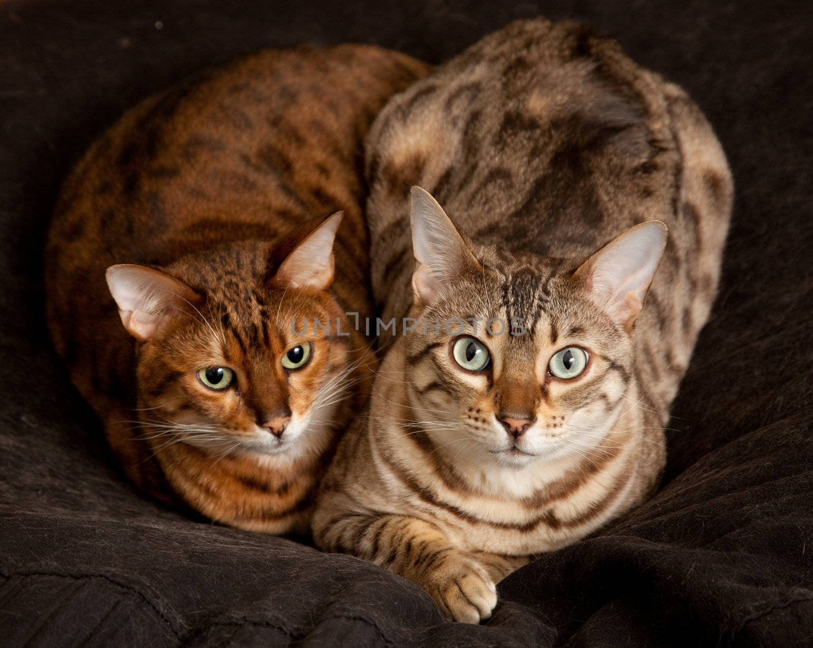 Lovely pair of bengal cats staring straight at the camera from their seat