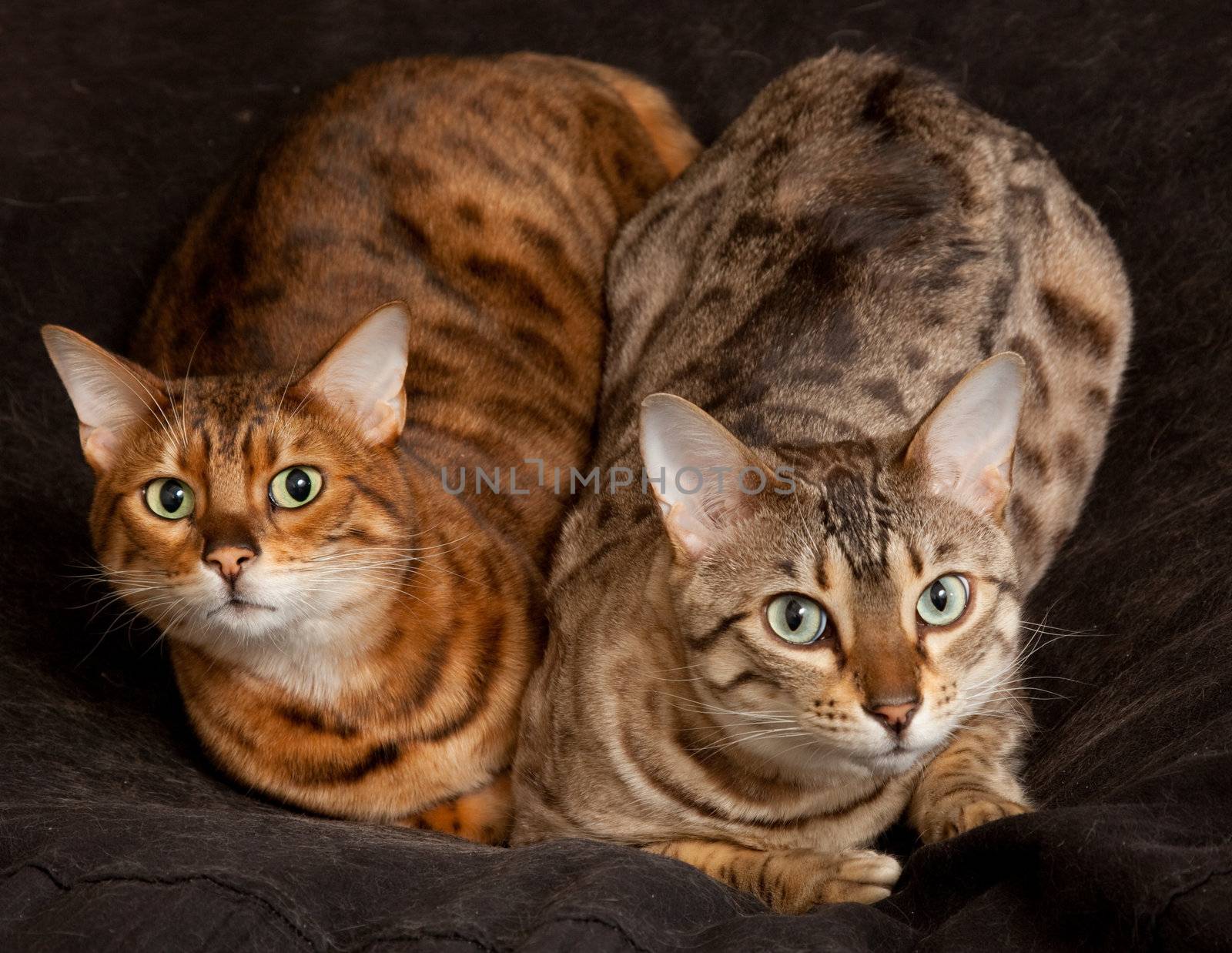 Pair of Bengal Kittens on seat by steheap