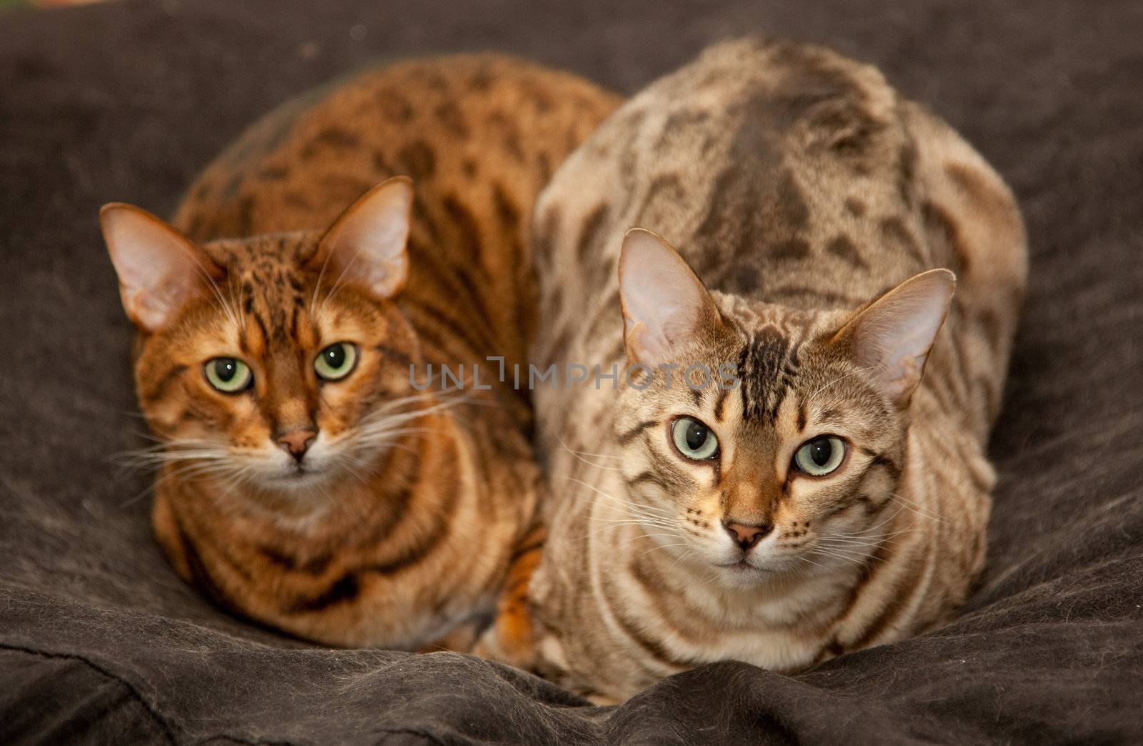 Lovely pair of bengal cats staring straight at the camera from their seat