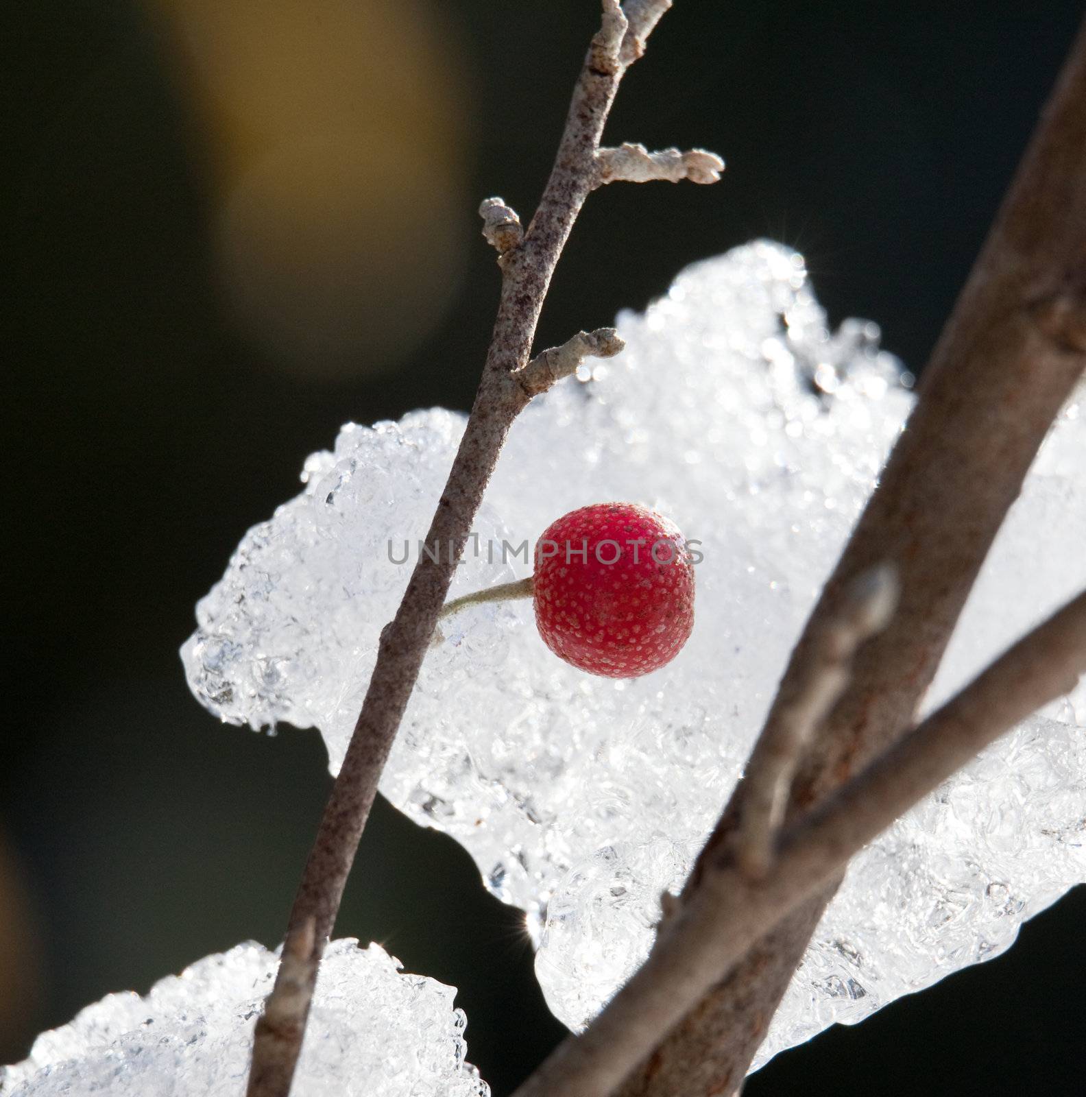 Red berry against a ice crystals by steheap