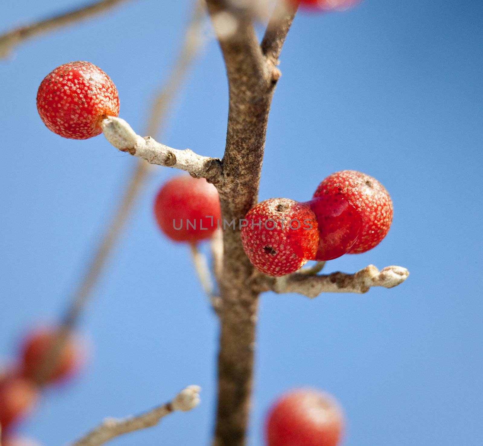 Red berry against a ice crystals by steheap