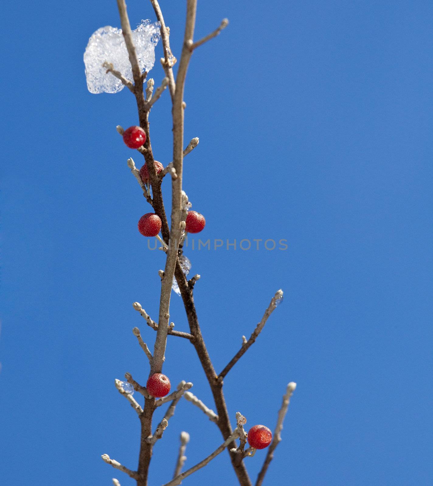 Red berry against a ice crystals by steheap