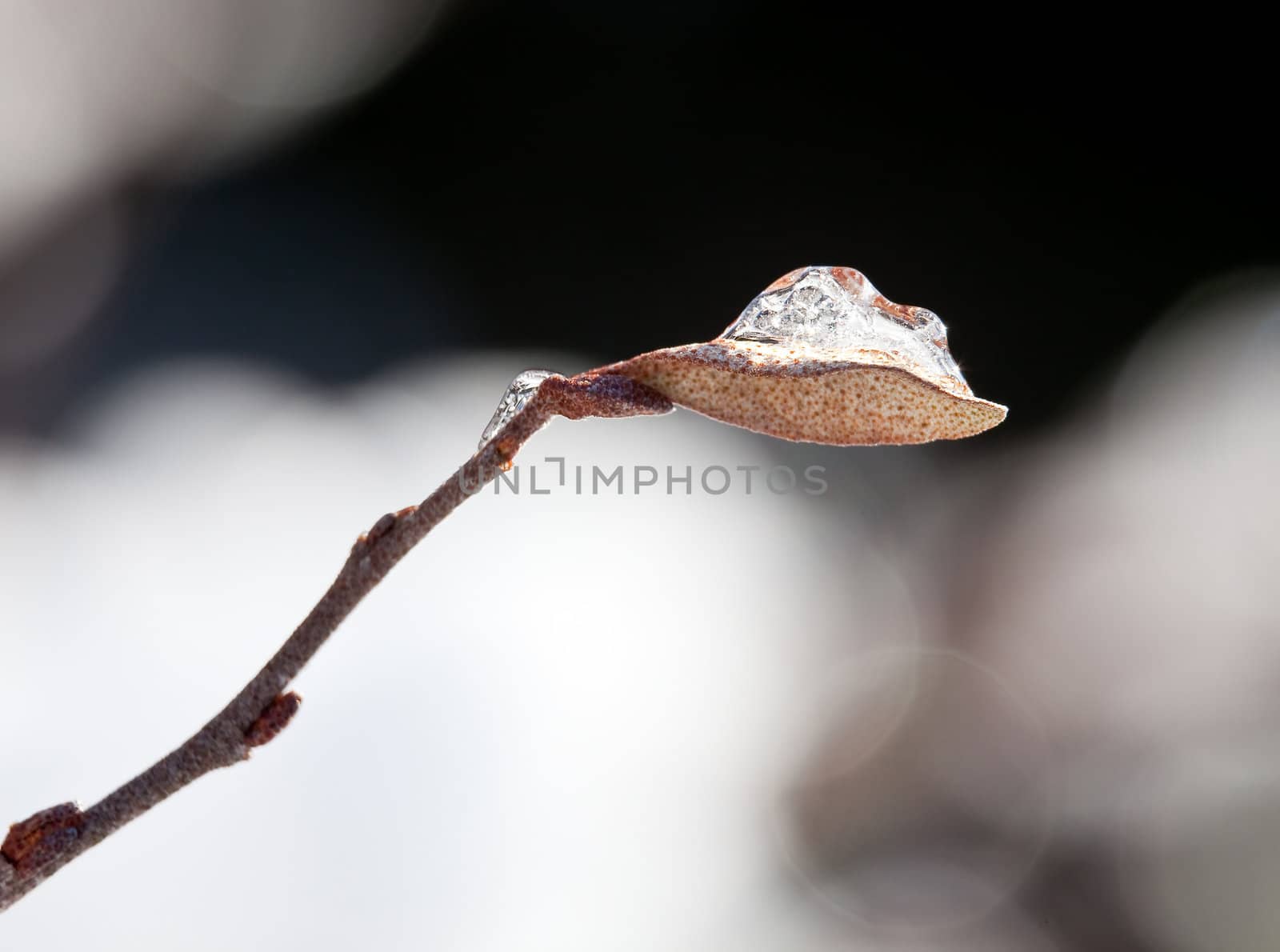 Frozen water in the grip of a very small leaflet on the end of a twig in winter