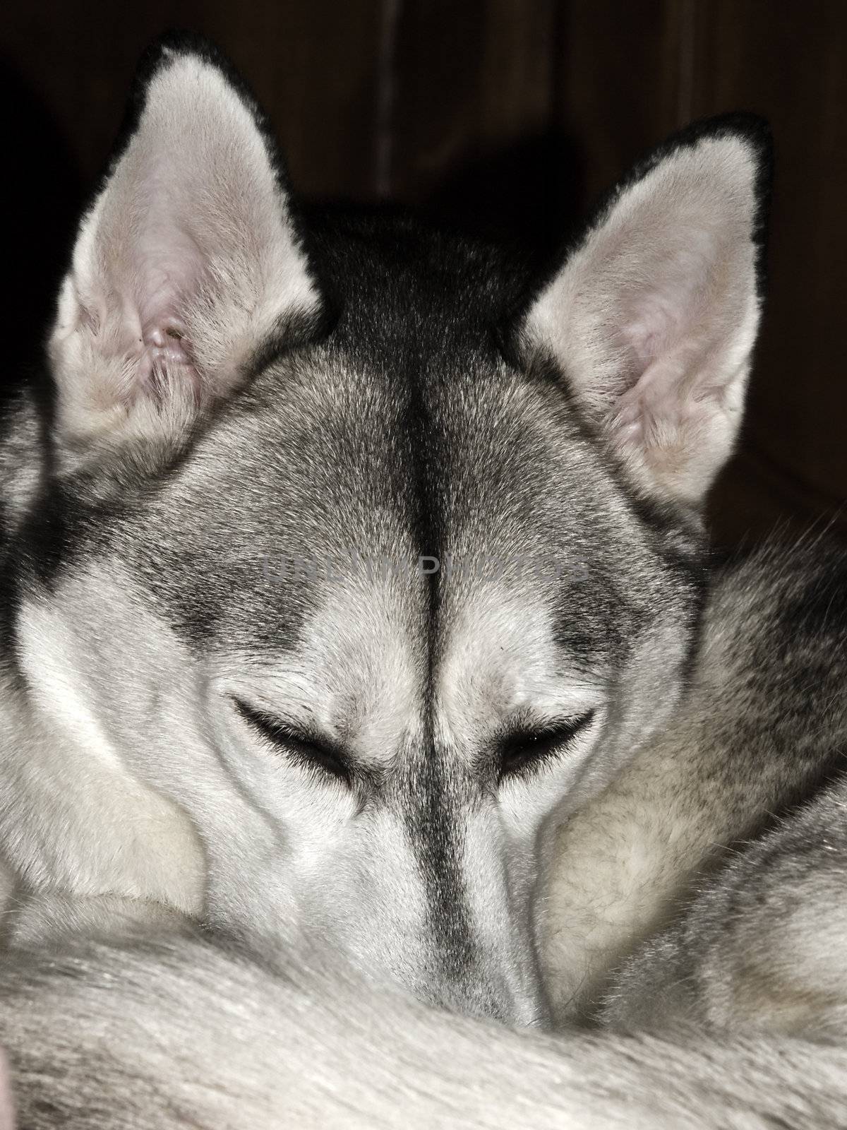 Husky dog curled up and ready to doze off