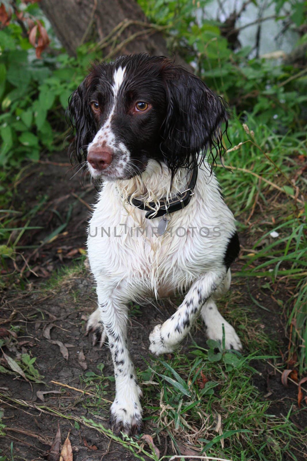 Working English Springer Spaniel by chrisga