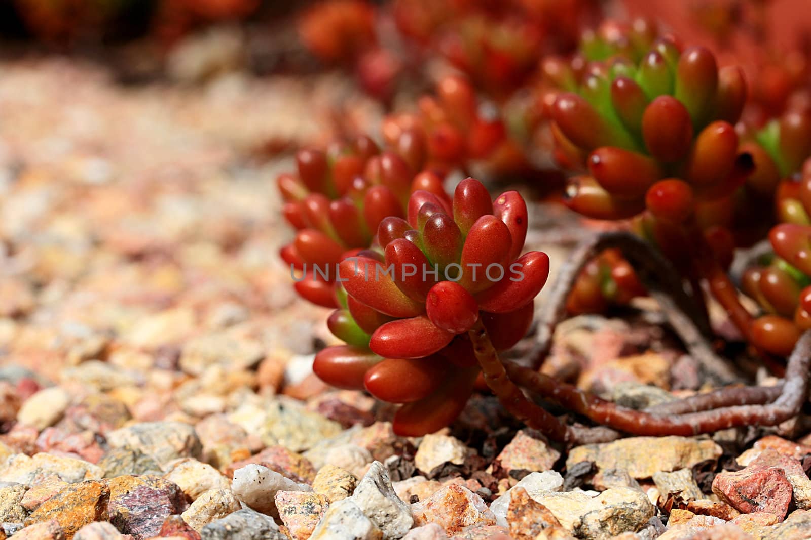 One of versions of cactuses against small stones under natural conditions.