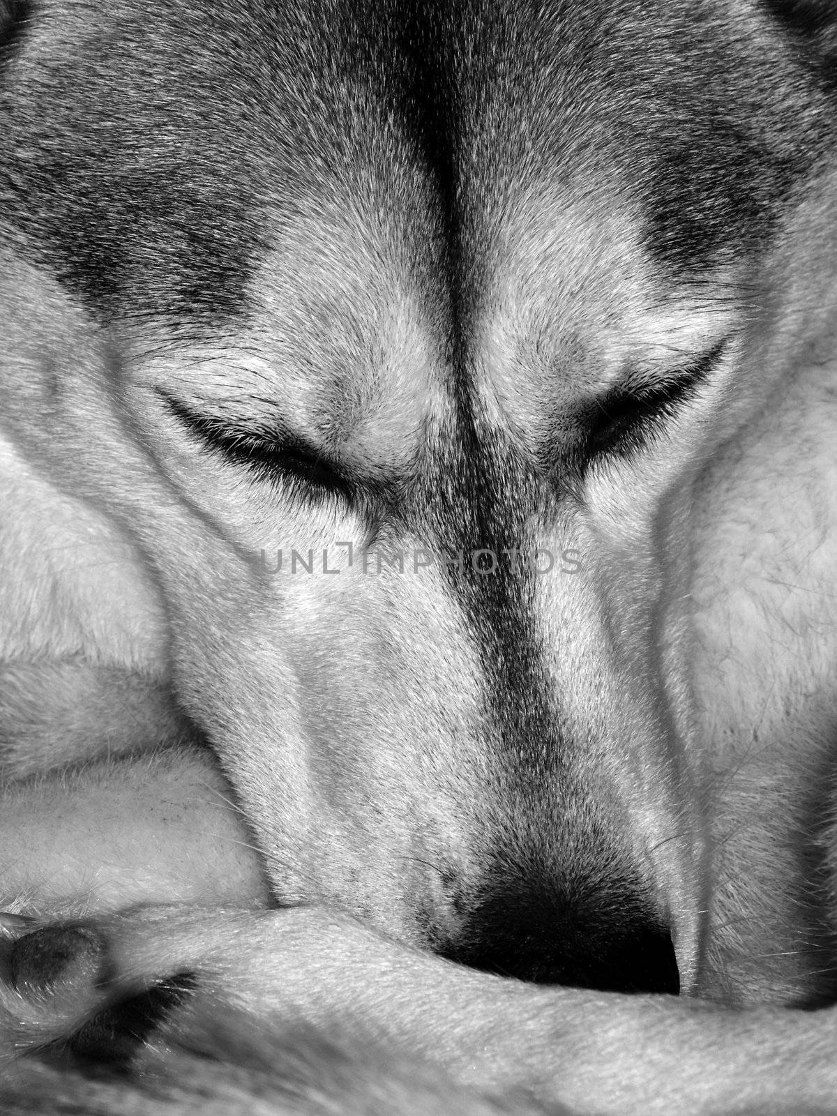 Portrait of a beautiful Siberian Husky falling asleep