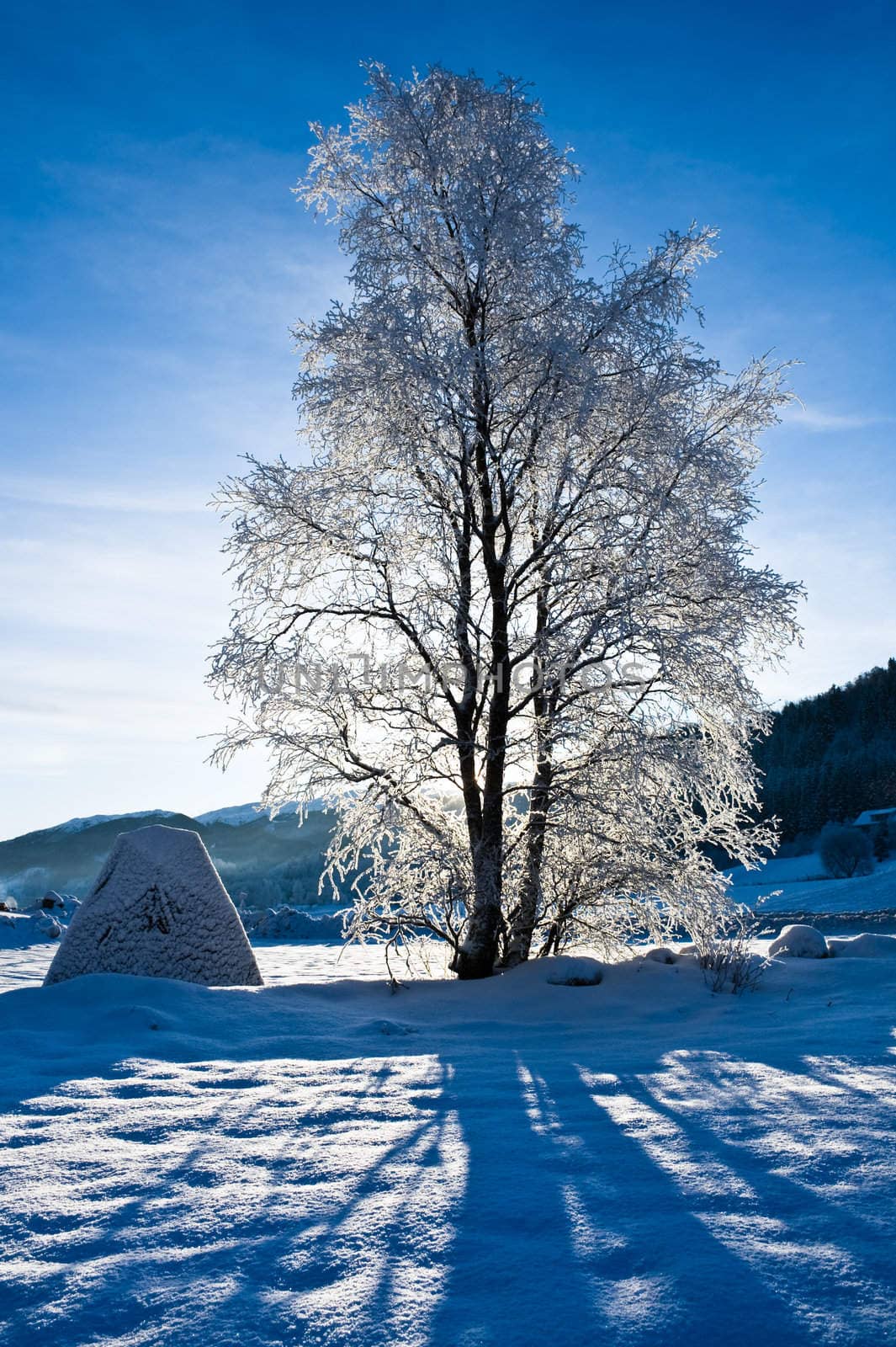 A backlit tree in Norwegian winter landscape