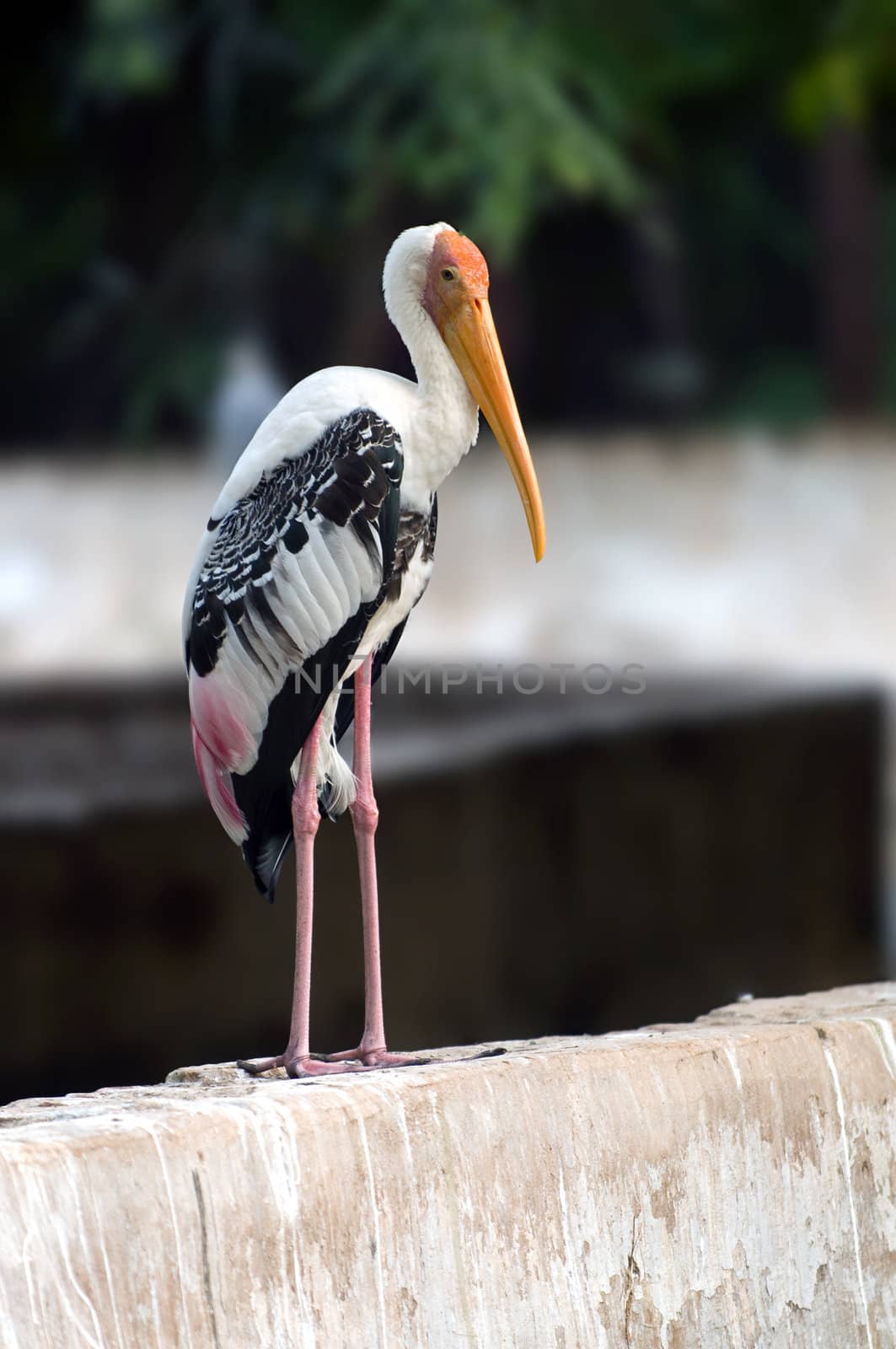 A beautiful painted stork at a local zoo under captive
