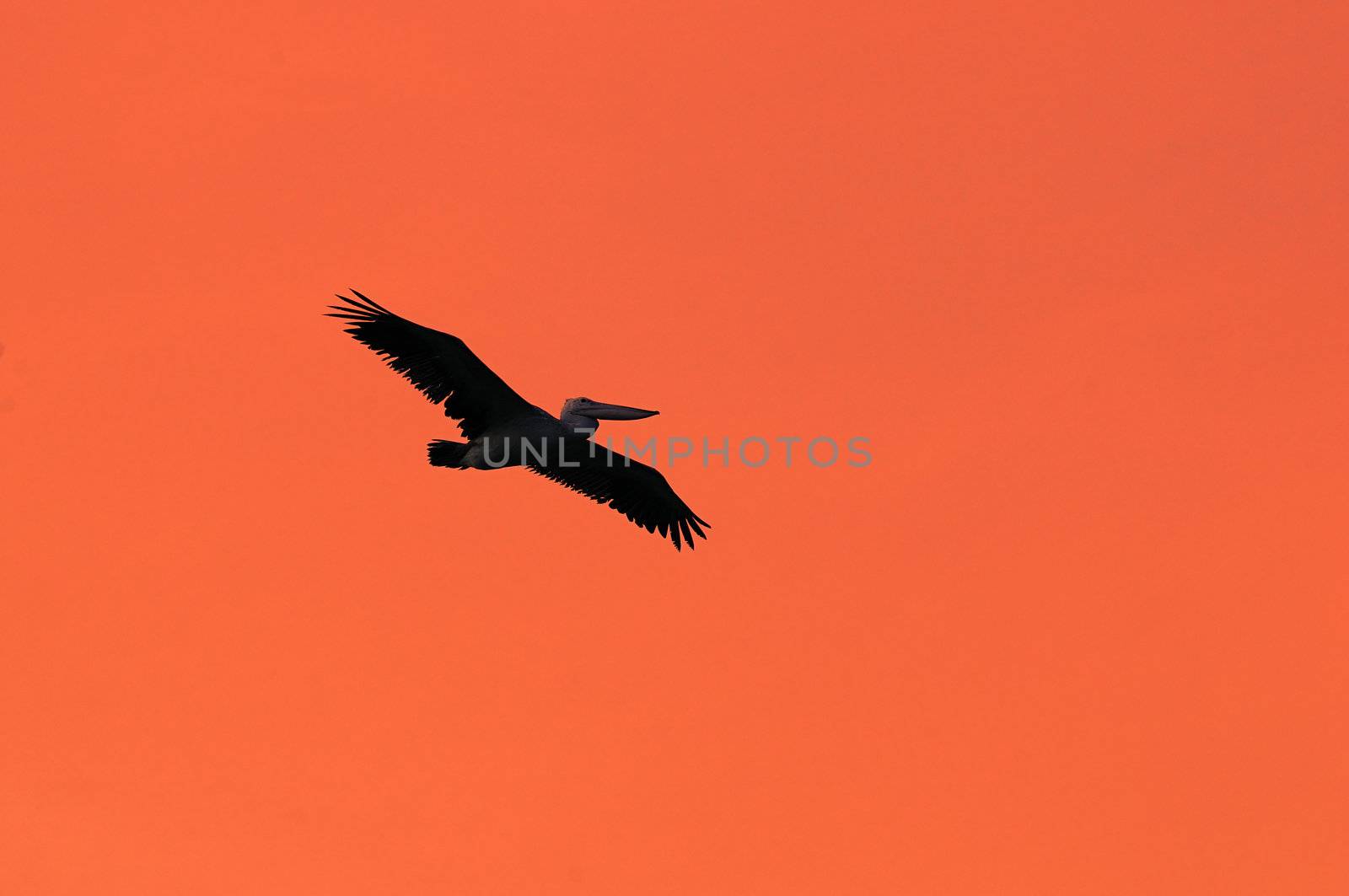 A large Pelican flying against the morning sun