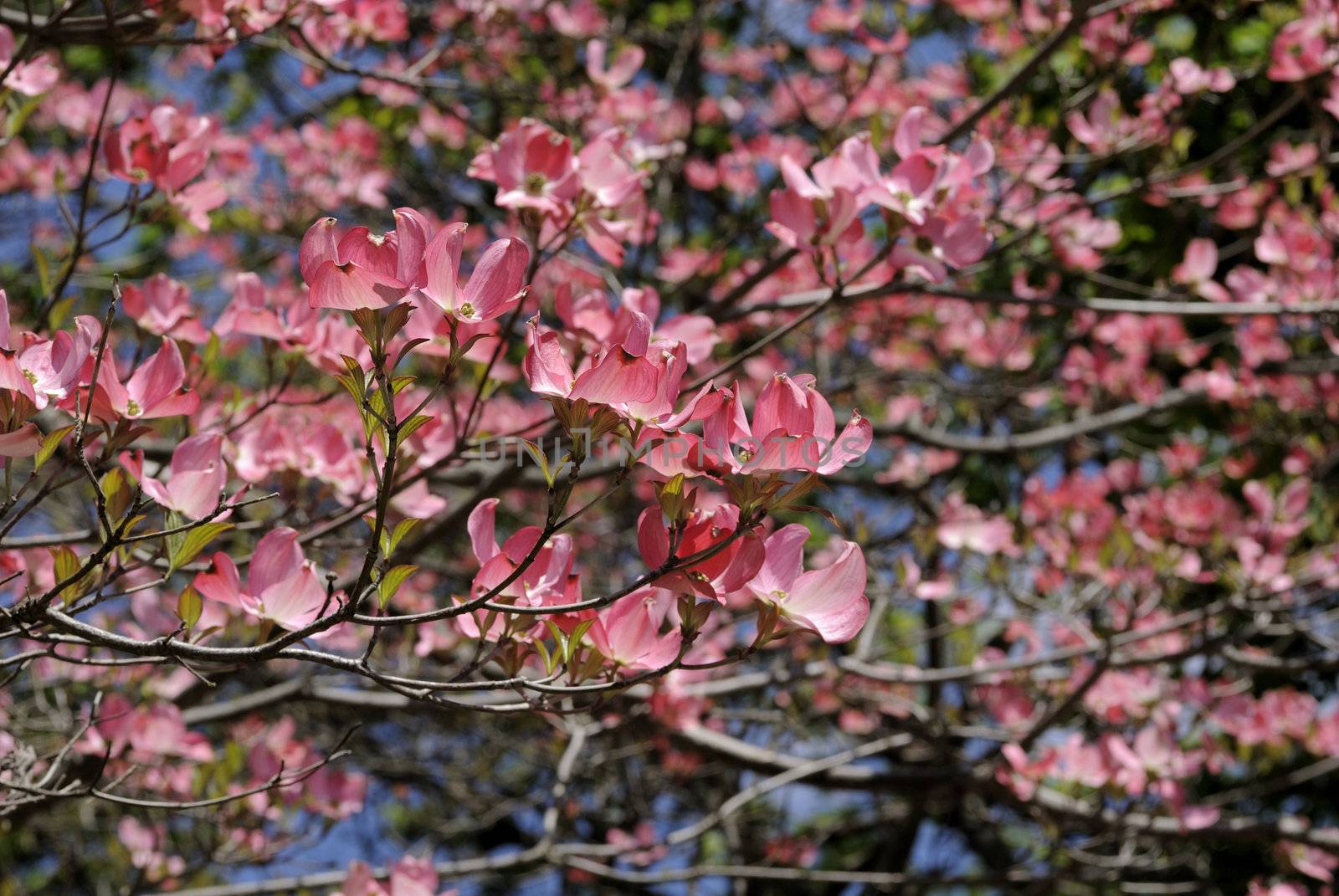 Cherry Blossoms by pazham