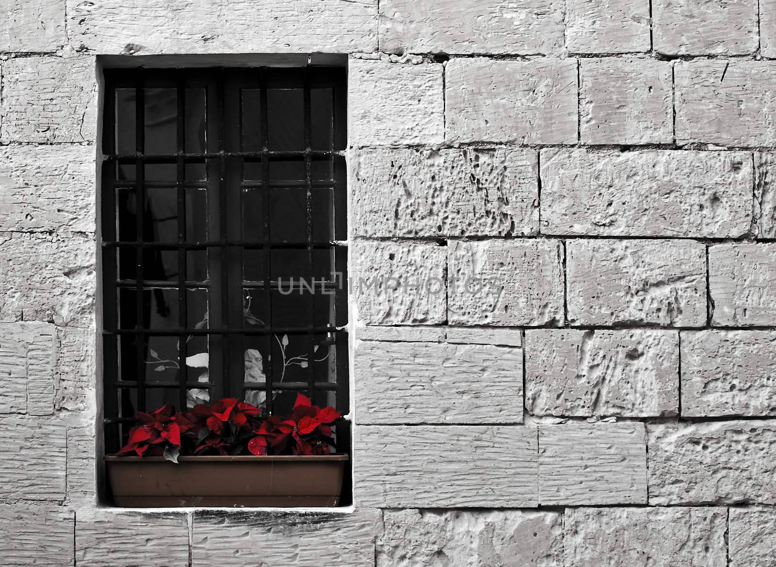 Little Christmas ponsiettas on a windowsill in Mdina in Malta