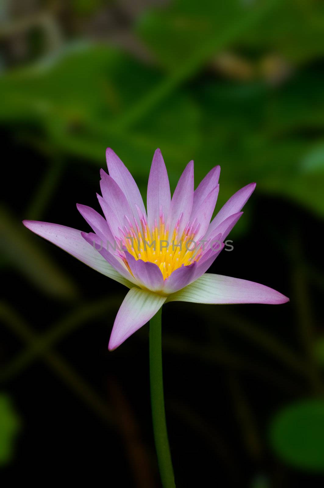 A fully bloomed pink lily at a local pond