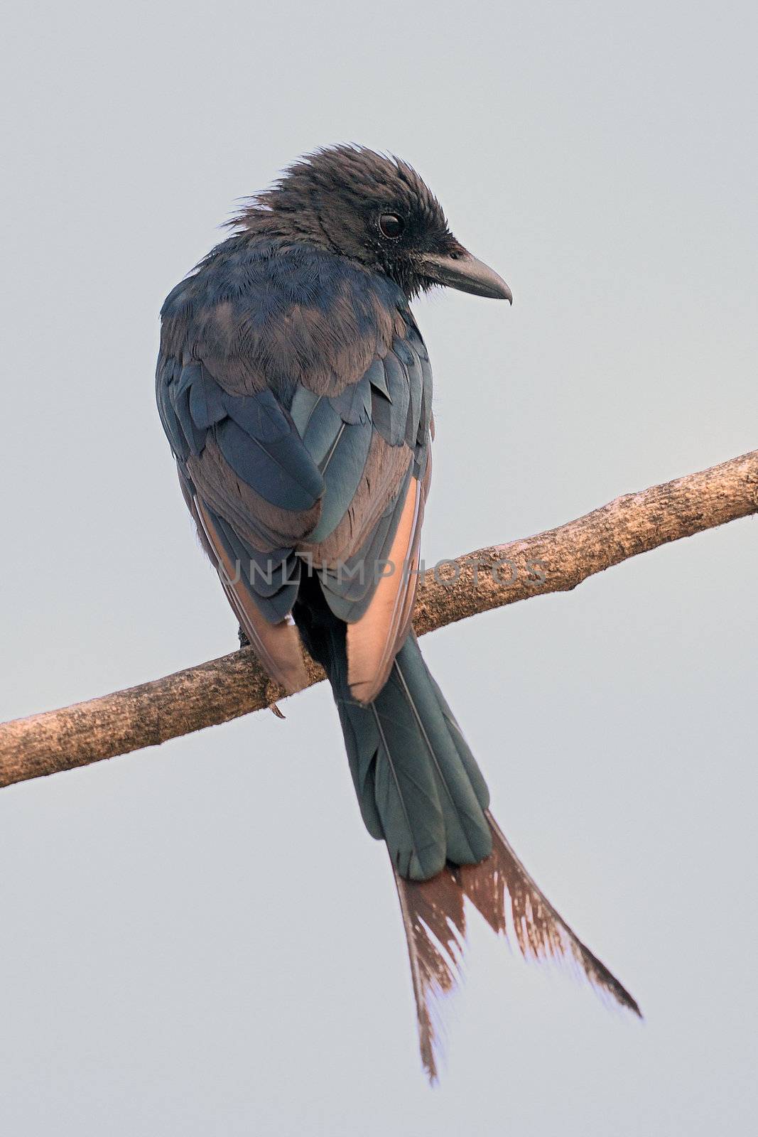 A cute drongo bird isolated on a clean background