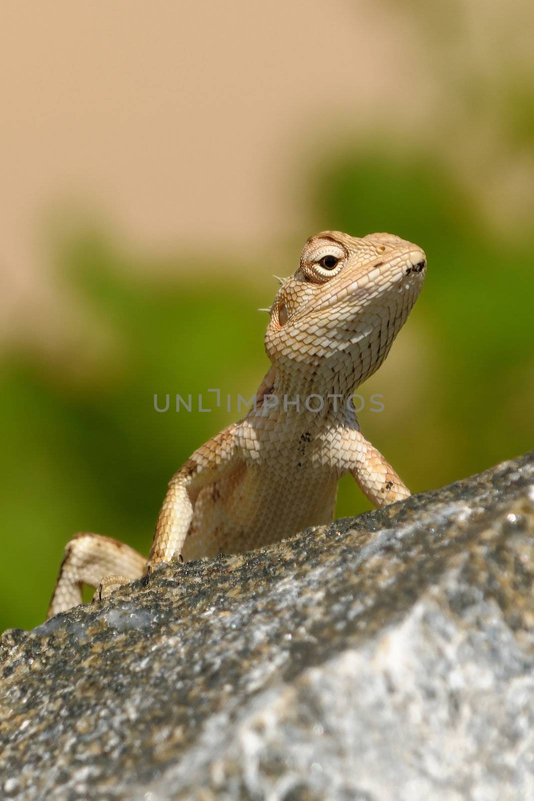 A garden lizard taking a sun bath