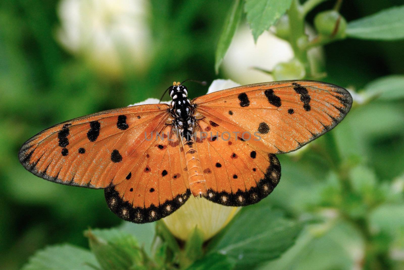 A beautiful twant coaster butterfly perching at a flower