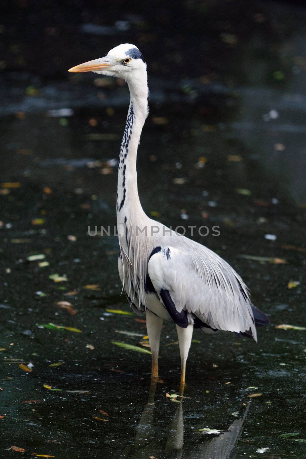 A beautiful heron standing tall at a local pond