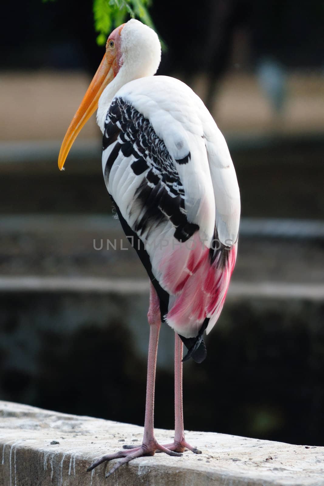 A beautiful painted stork at a local zoo undetr captive