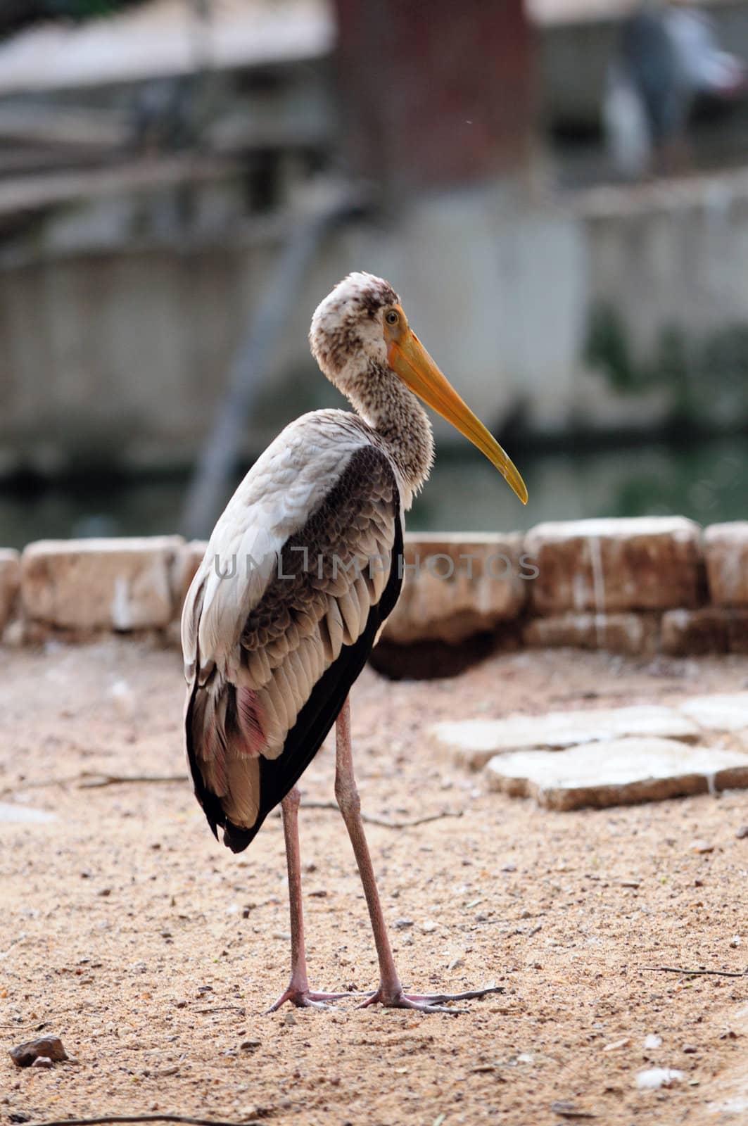 A beautiful painted stork at a local zoo undetr captive