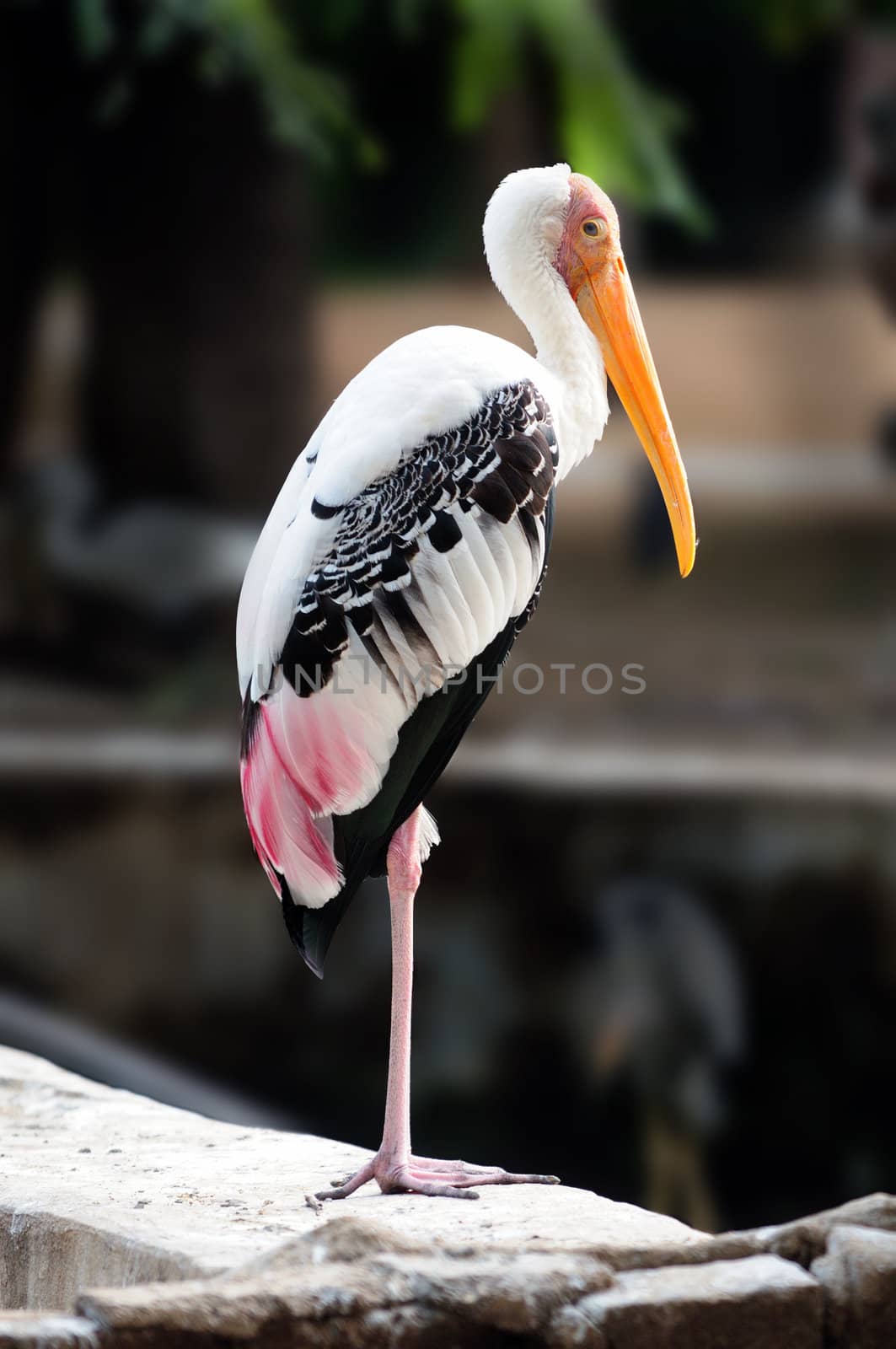 Painted Stork by pazham