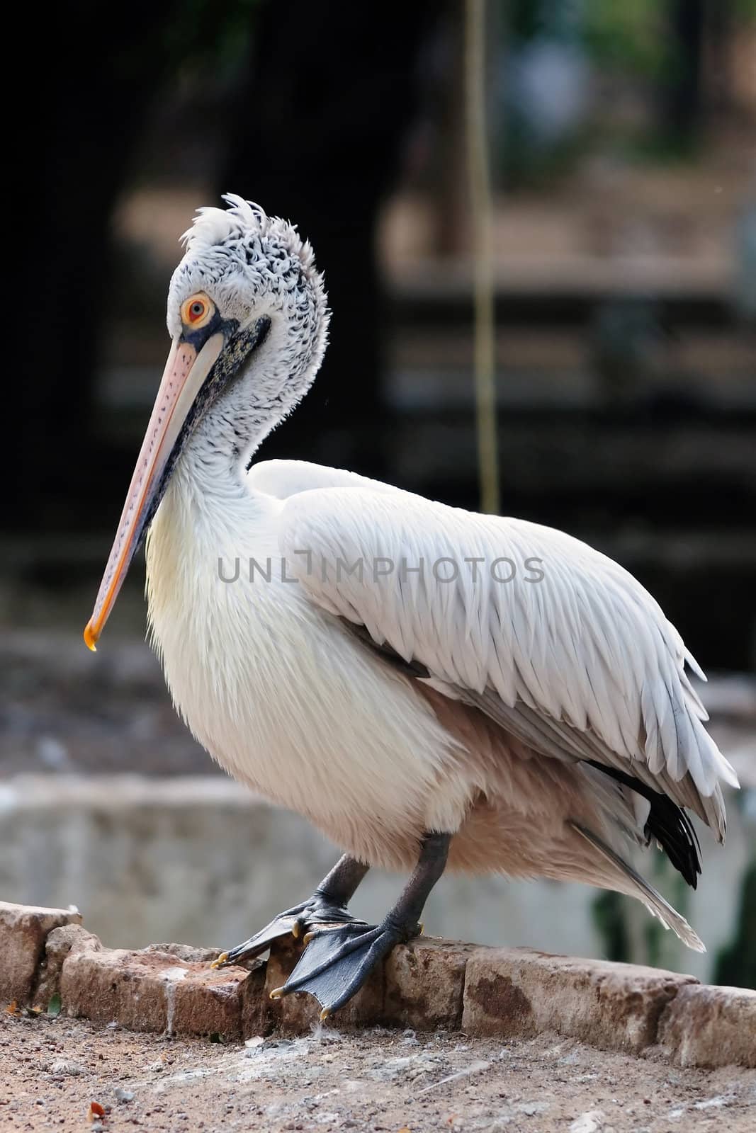 Spot-Billed or Grey Pelican by pazham