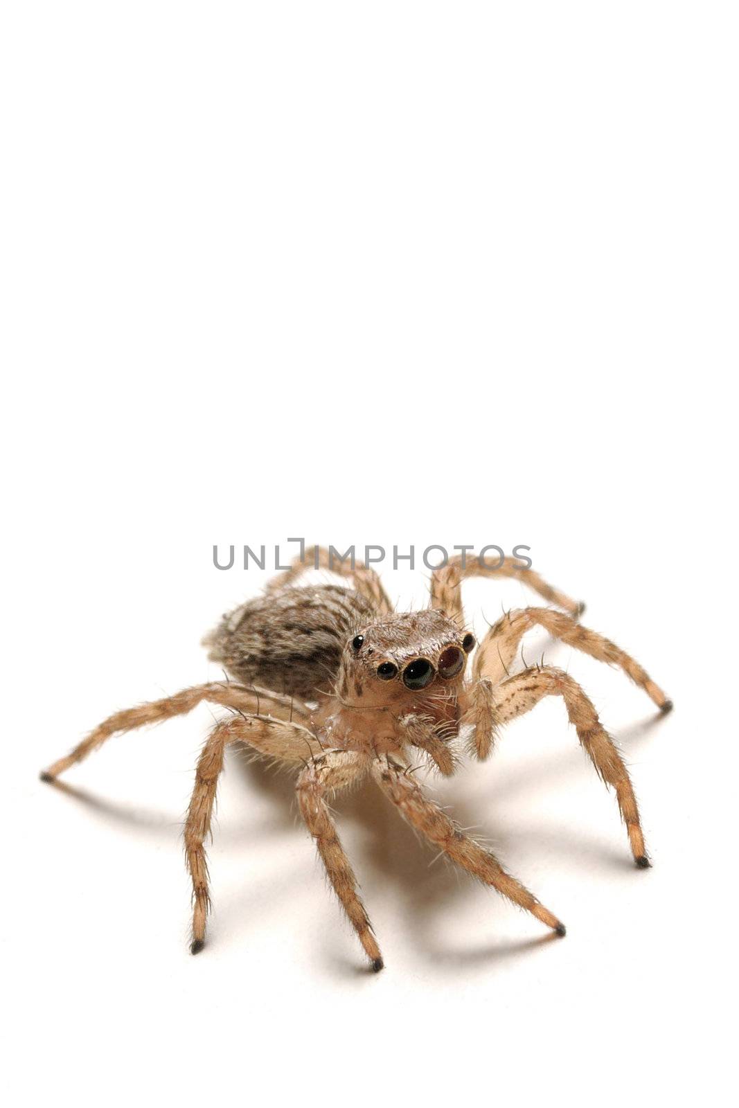A loseup shot of a scary spider isolated on white