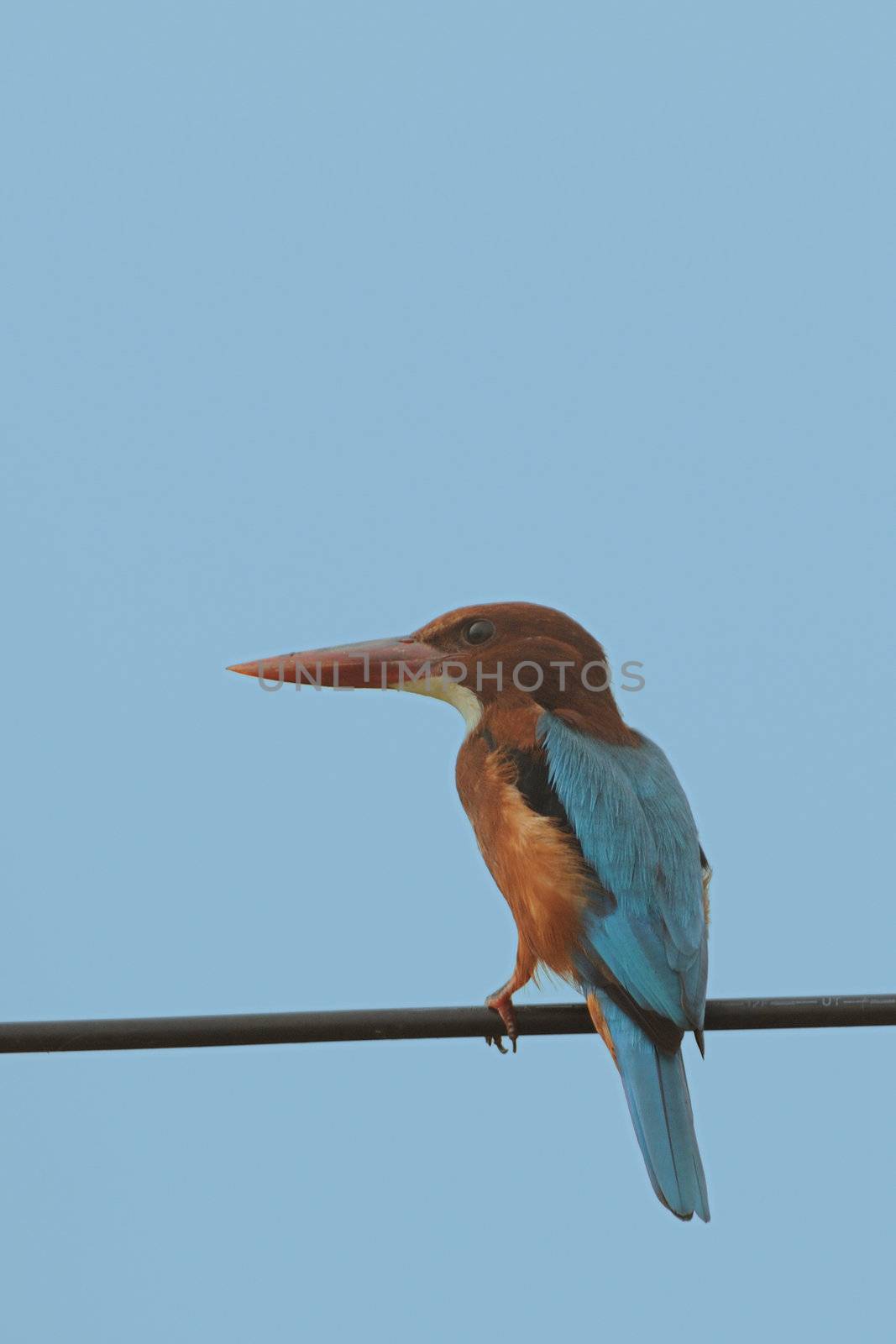A beautiful kingisher perching on a electric pole