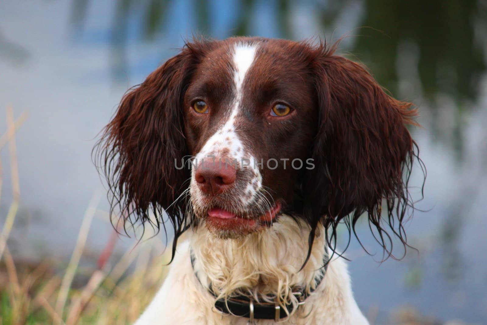 A working English Springer Spaniel