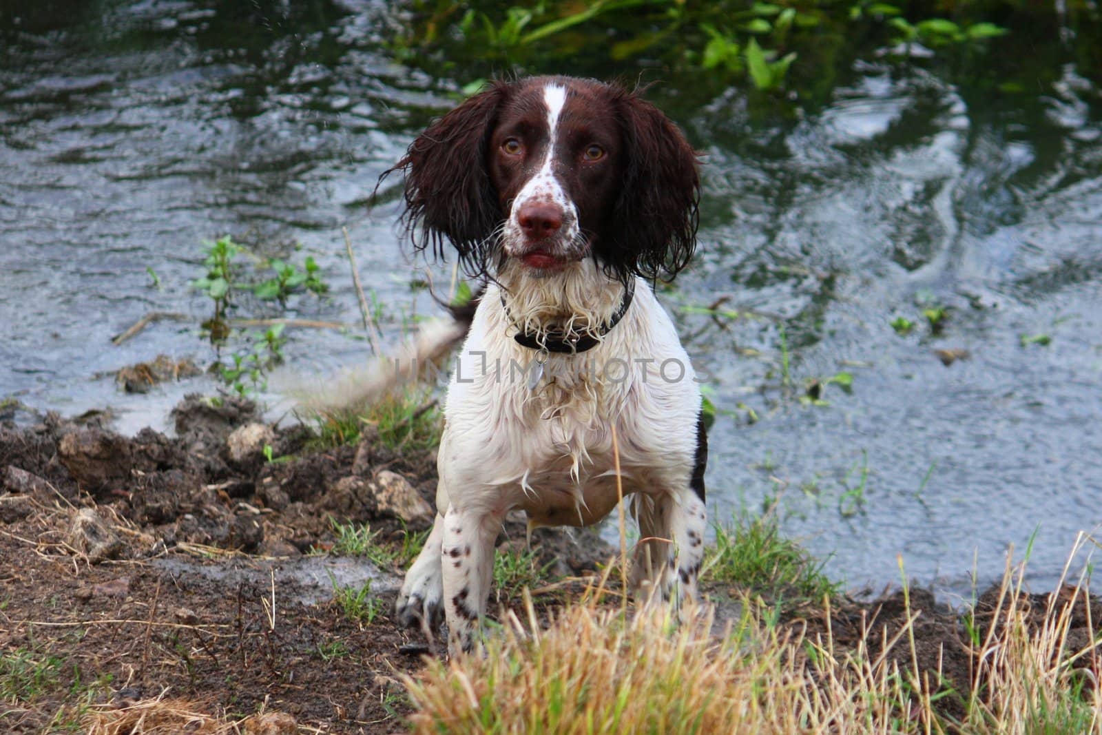 Working English Springer Spaniel by chrisga