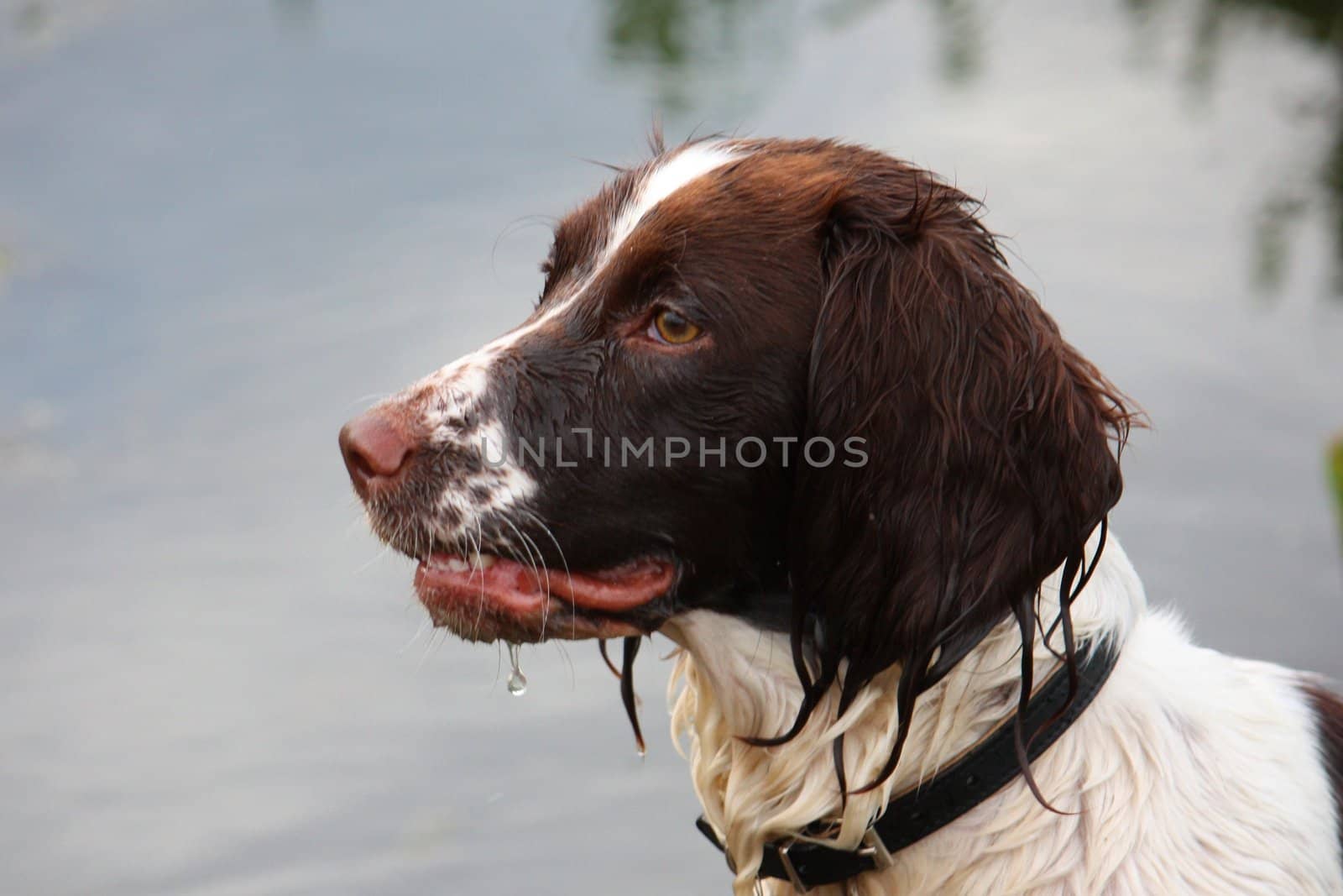 A working English Springer Spaniel