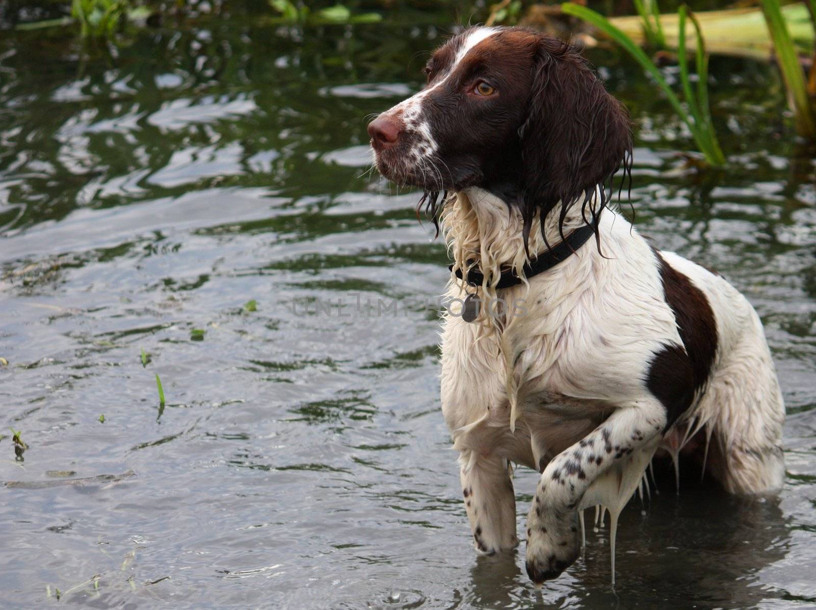 A working English Springer Spaniel