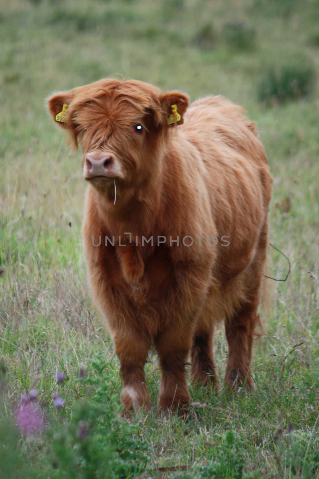 Highland hairy cow by chrisga