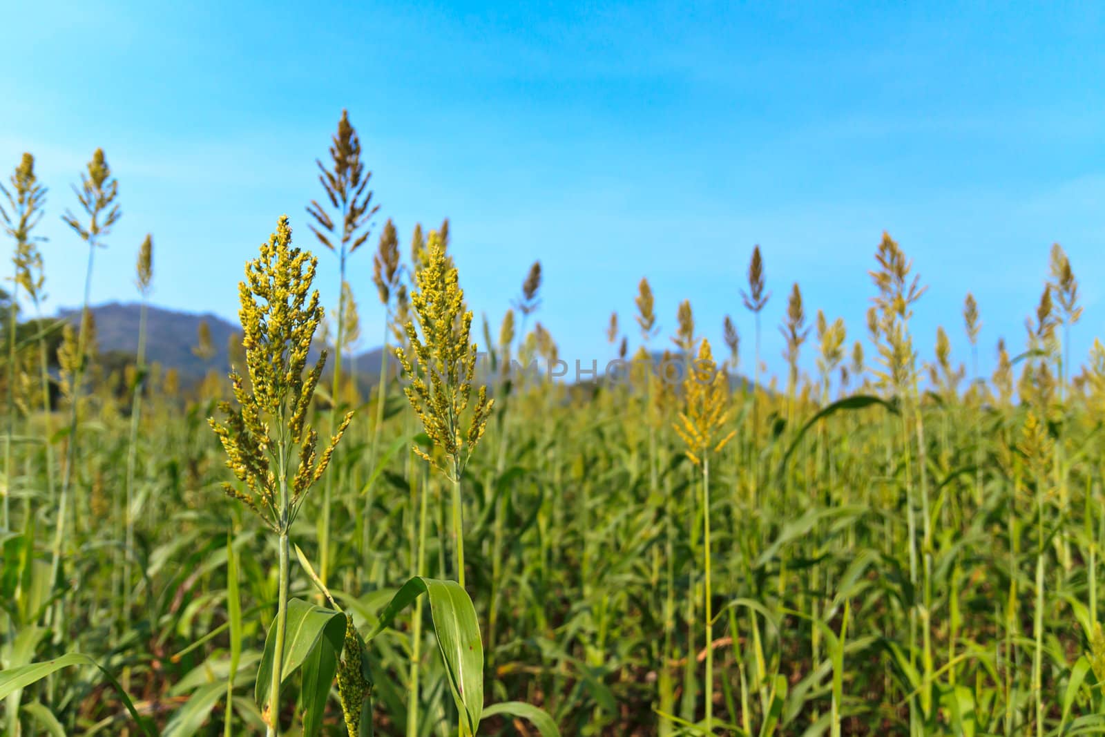 Millet field