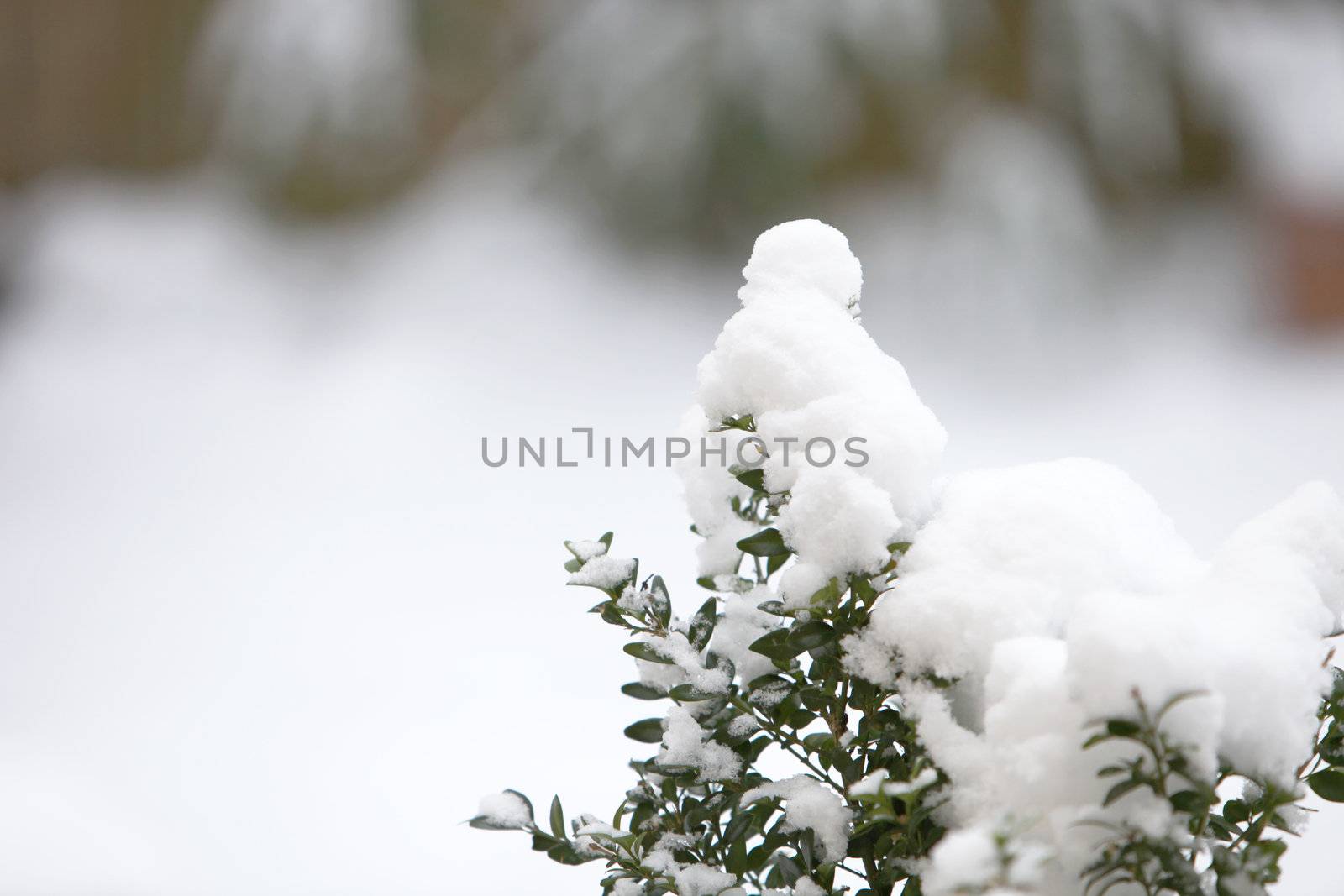 winter landscape with snow