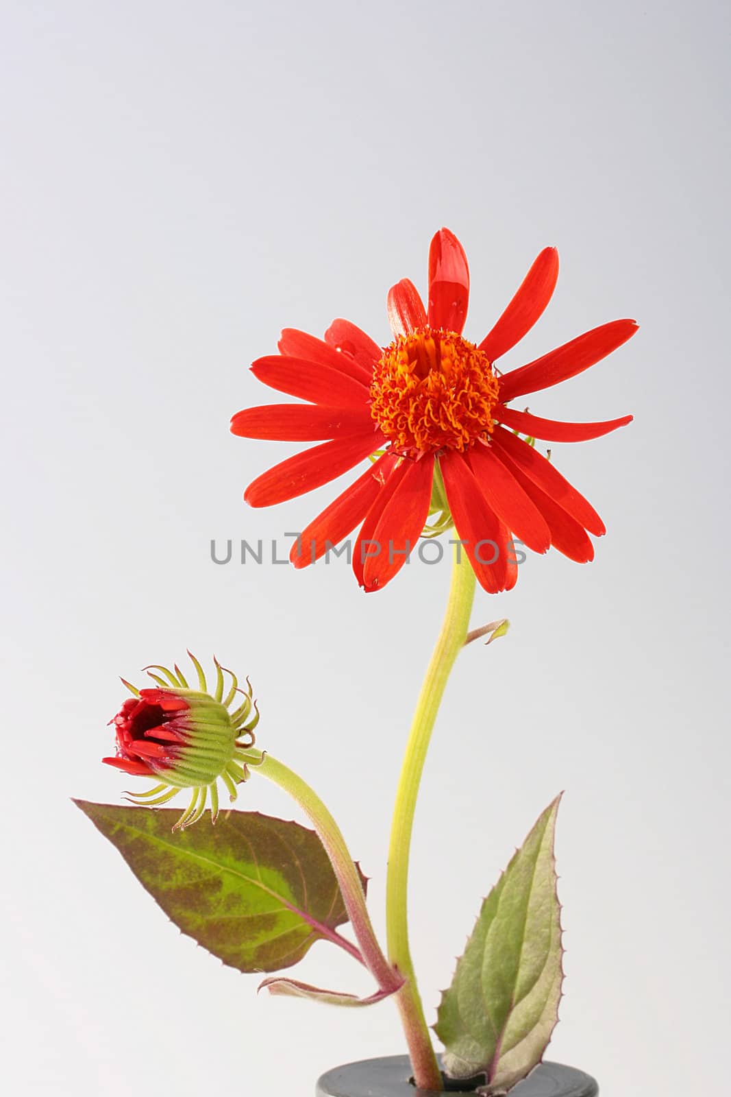 Brightly red flower with a bud, is used in the decorative purposes.