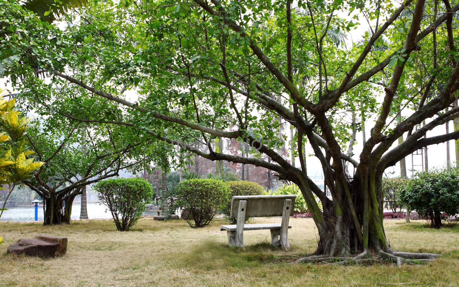 Bench under the tree 