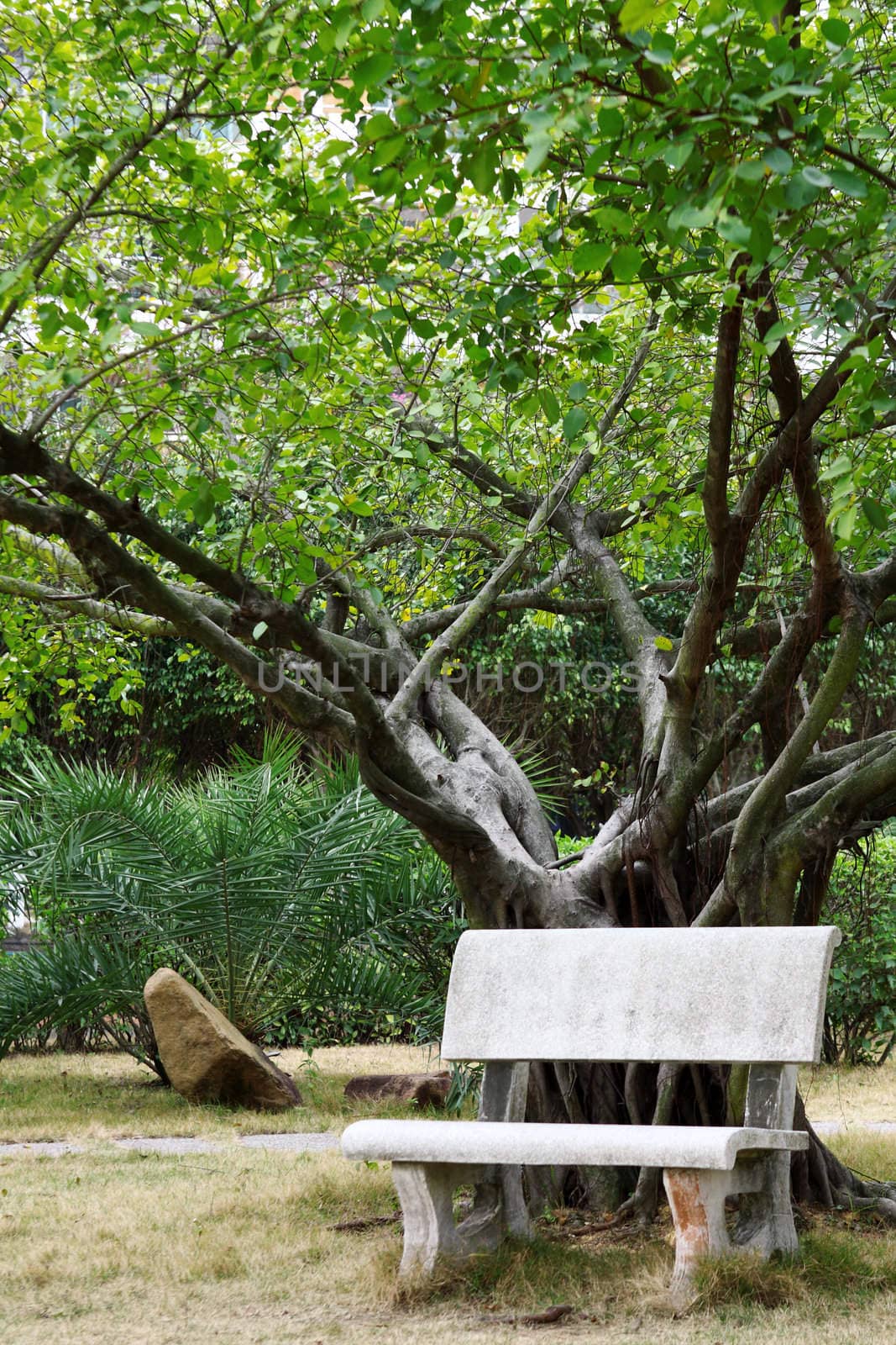 Bench under the tree 
